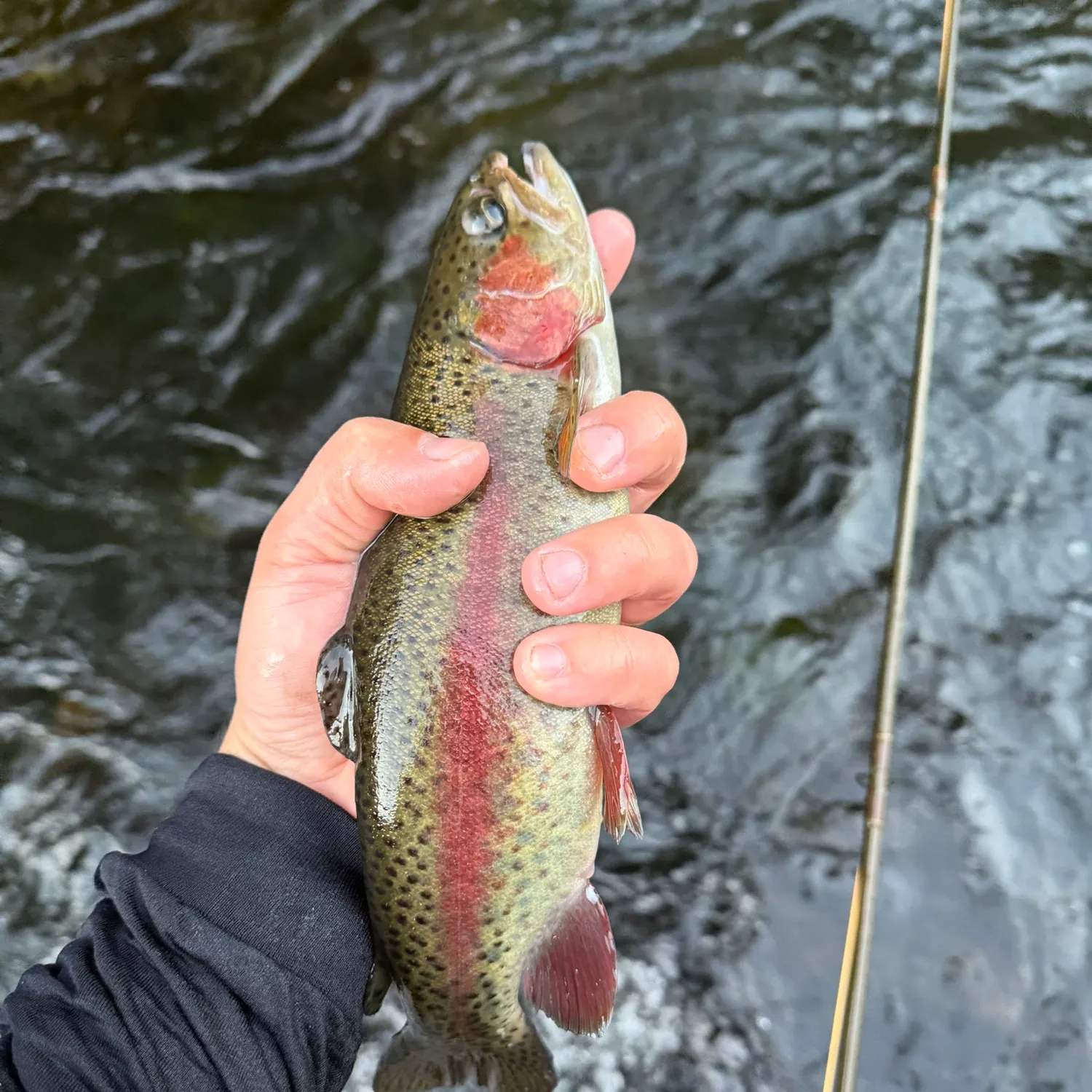 Rainbow trout caught on Fishbrain