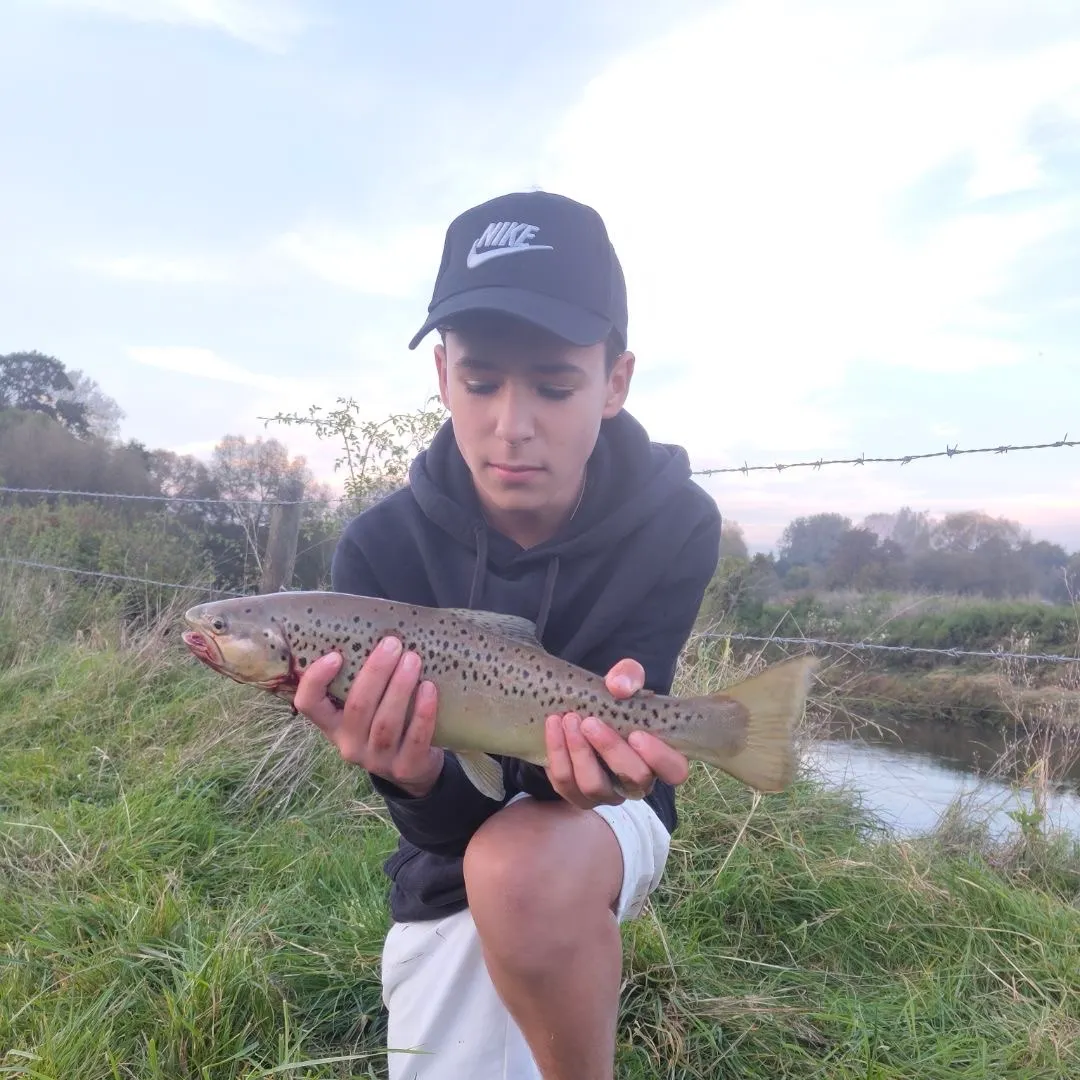 Brown trout caught on Fishbrain