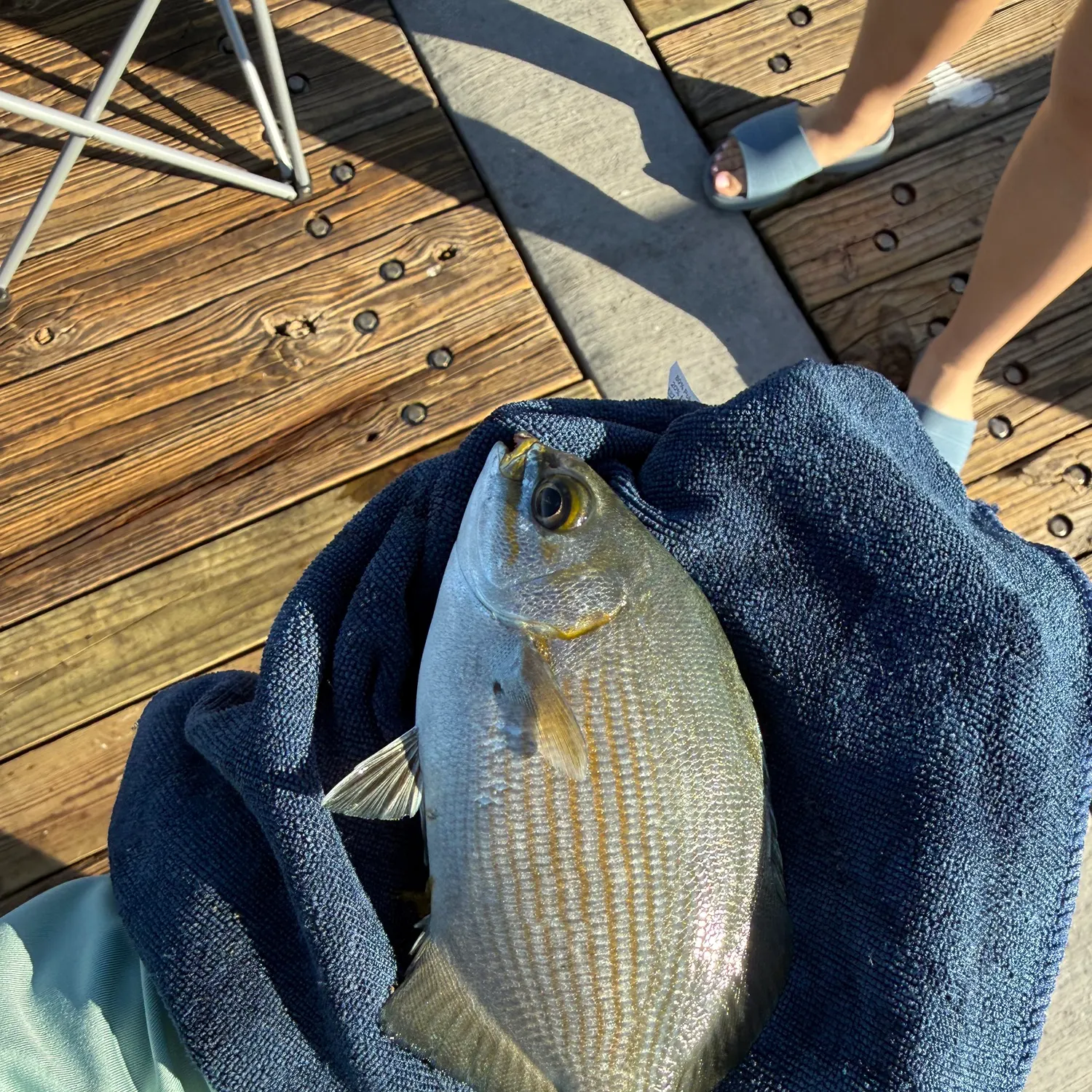 The most recent Yellow sea chub catches on Fishbrain