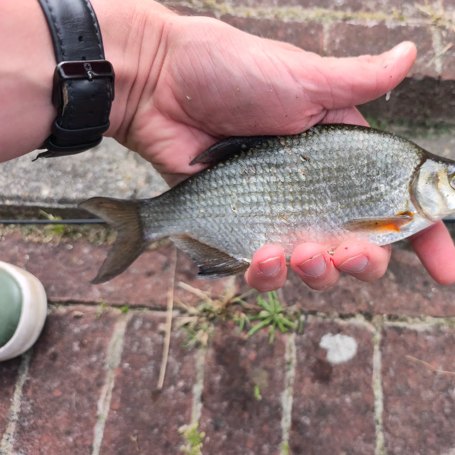 White bream caught on Fishbrain