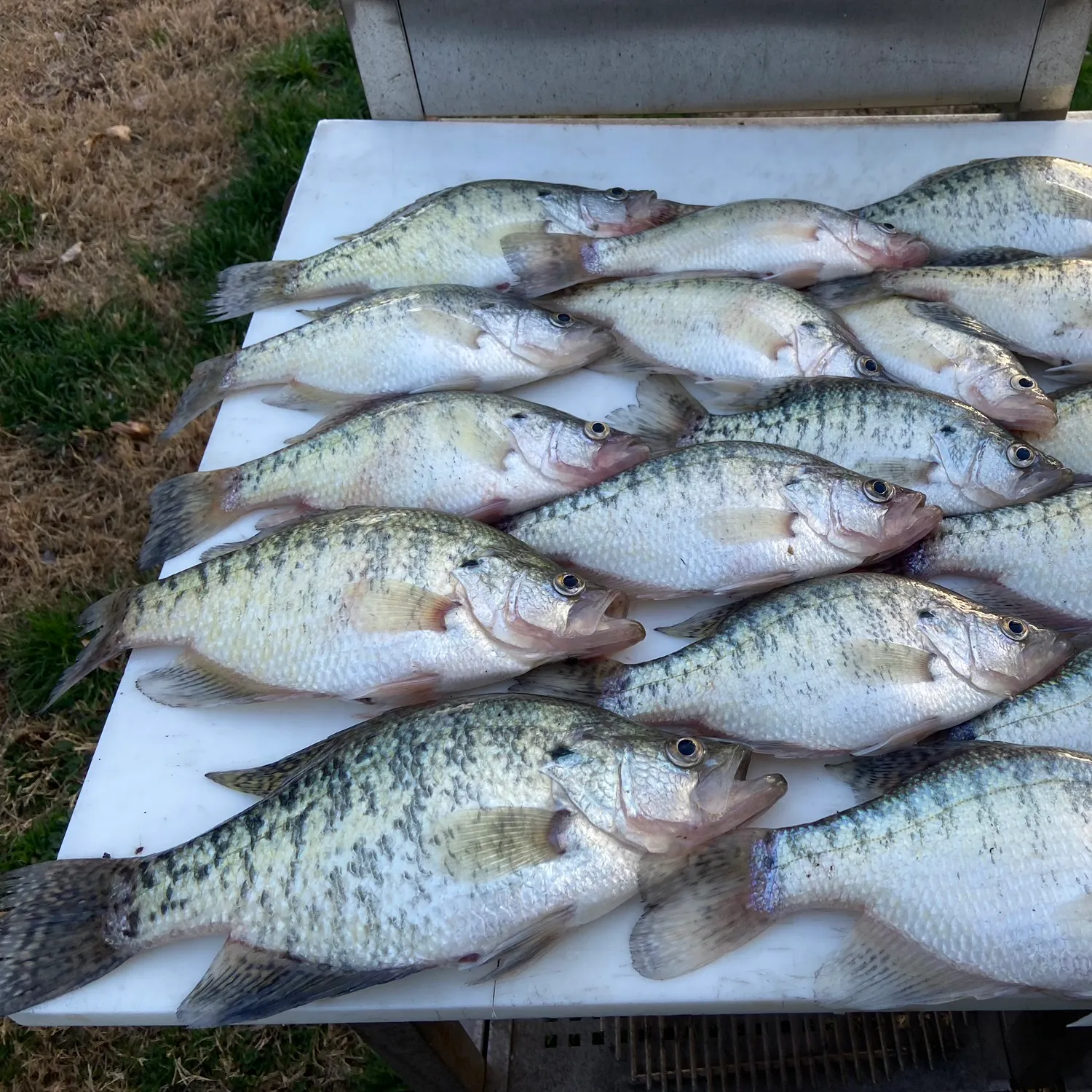 White crappie caught on Fishbrain