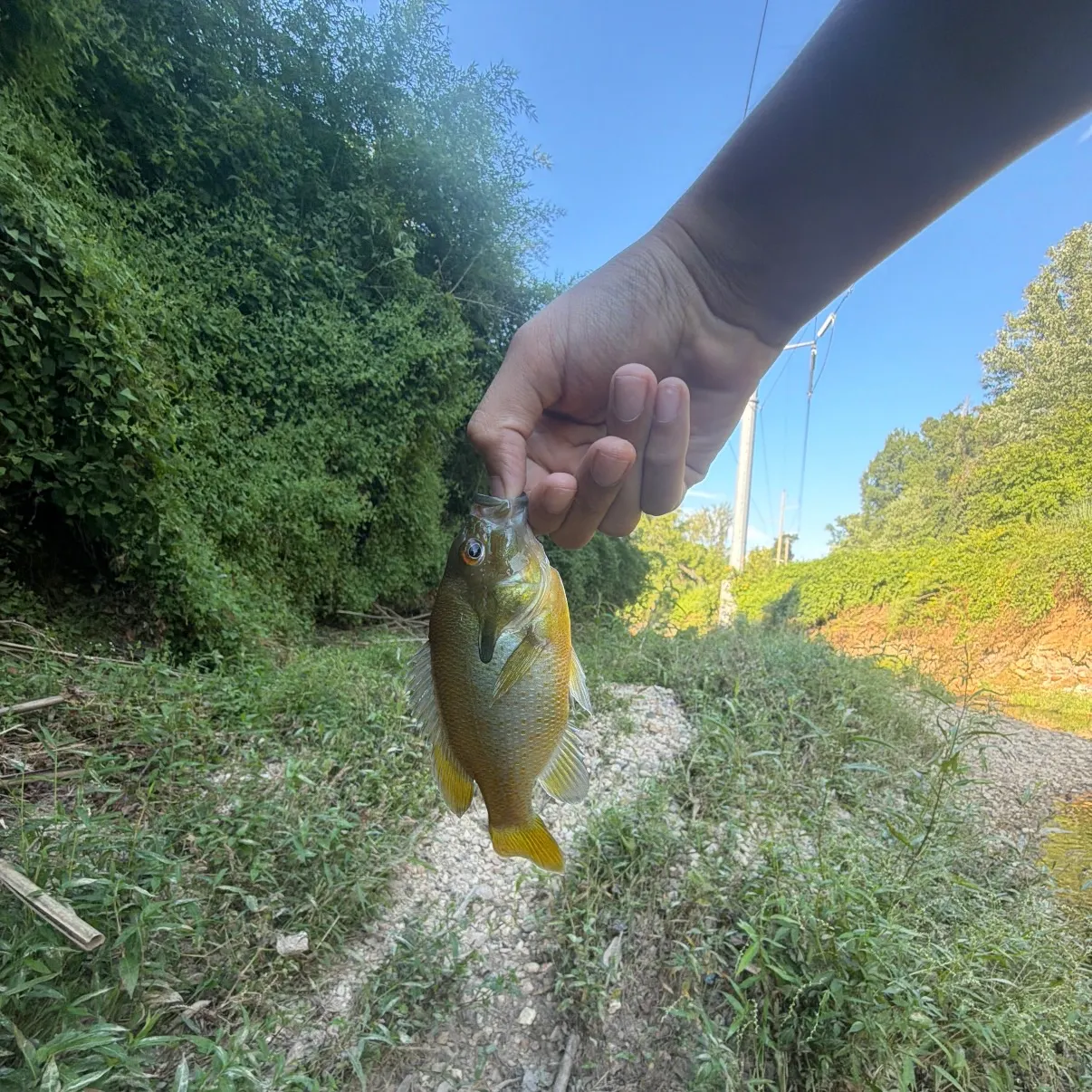 Redbreast sunfish caught on Fishbrain