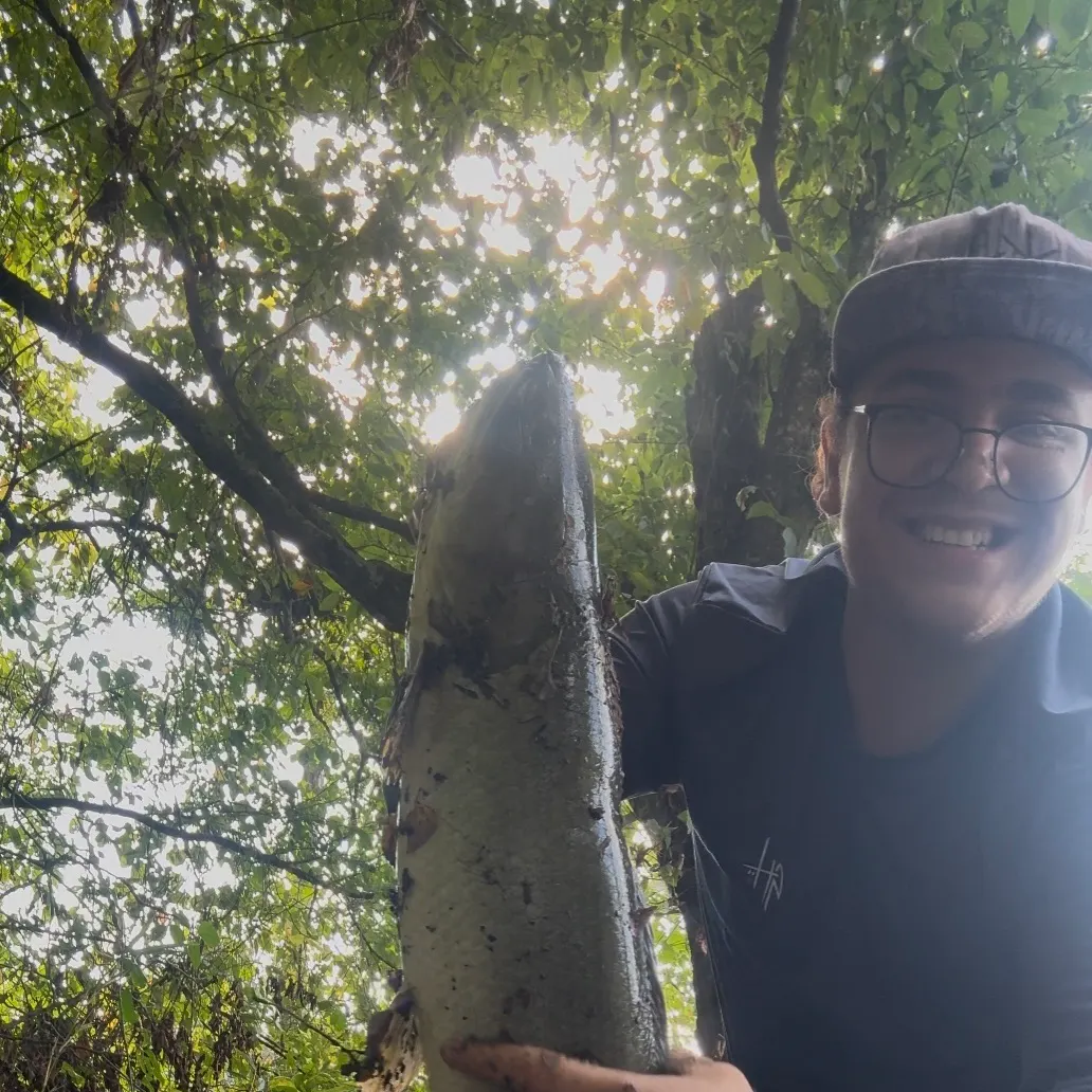 Ruddy bowfin caught on Fishbrain