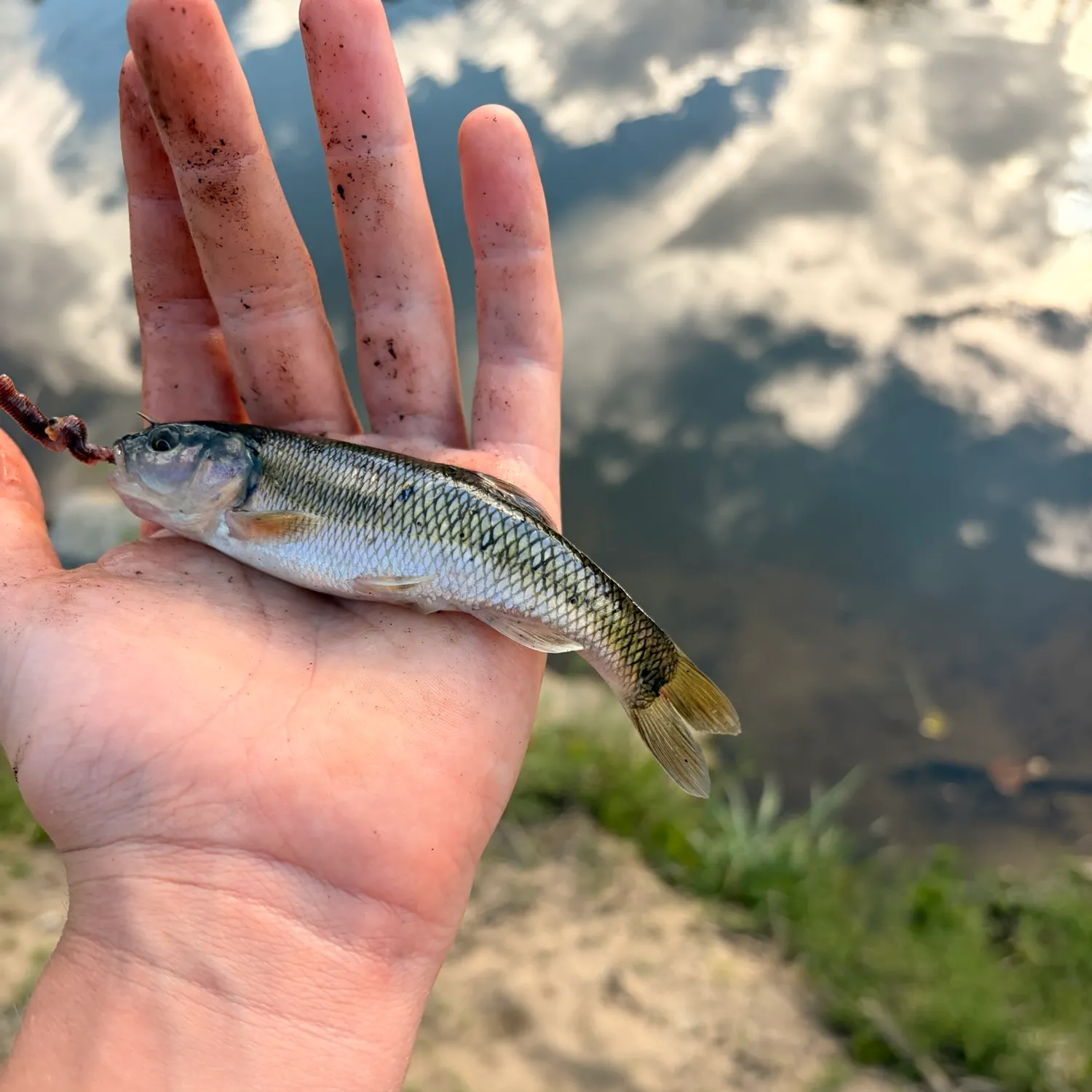 Creek chub caught on Fishbrain