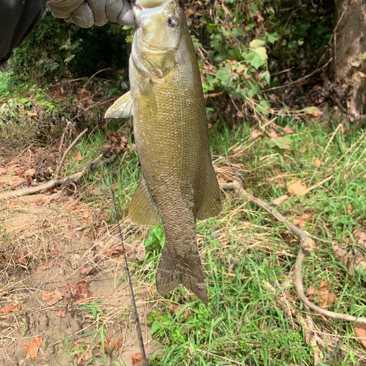 Smallmouth bass caught on Fishbrain