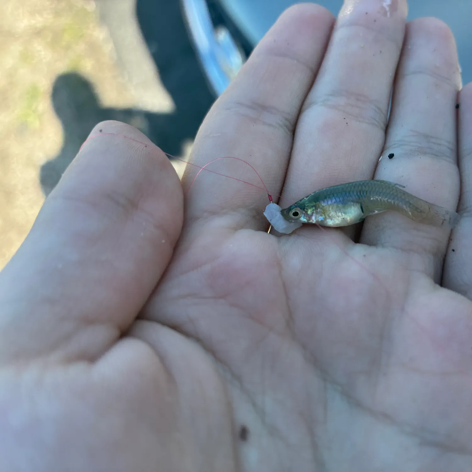 Eastern mosquitofish caught on Fishbrain
