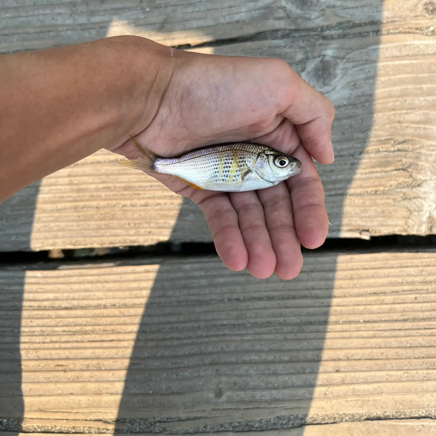 Shiner perch caught on Fishbrain