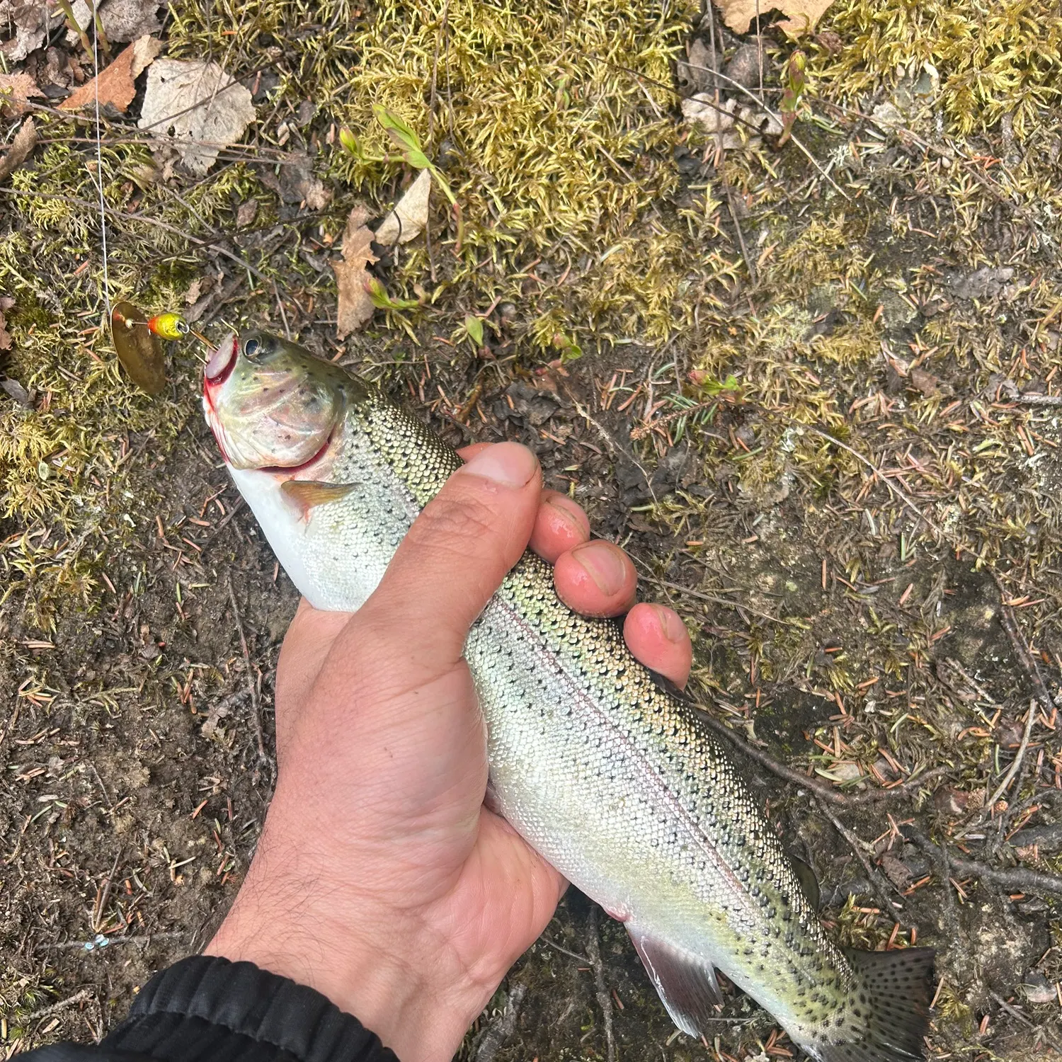 Rainbow trout caught on Fishbrain