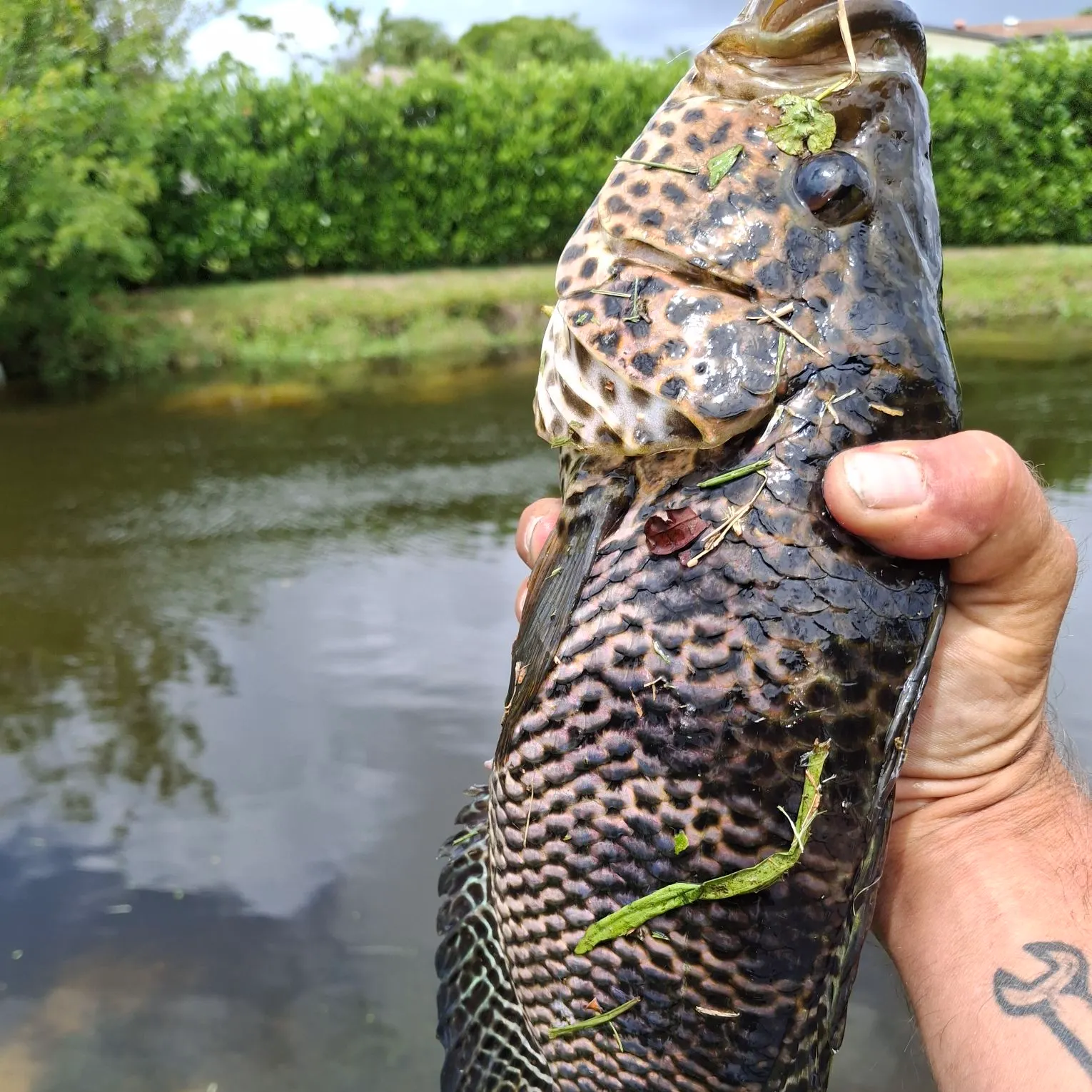 The most recent Jaguar cichlid catches on Fishbrain