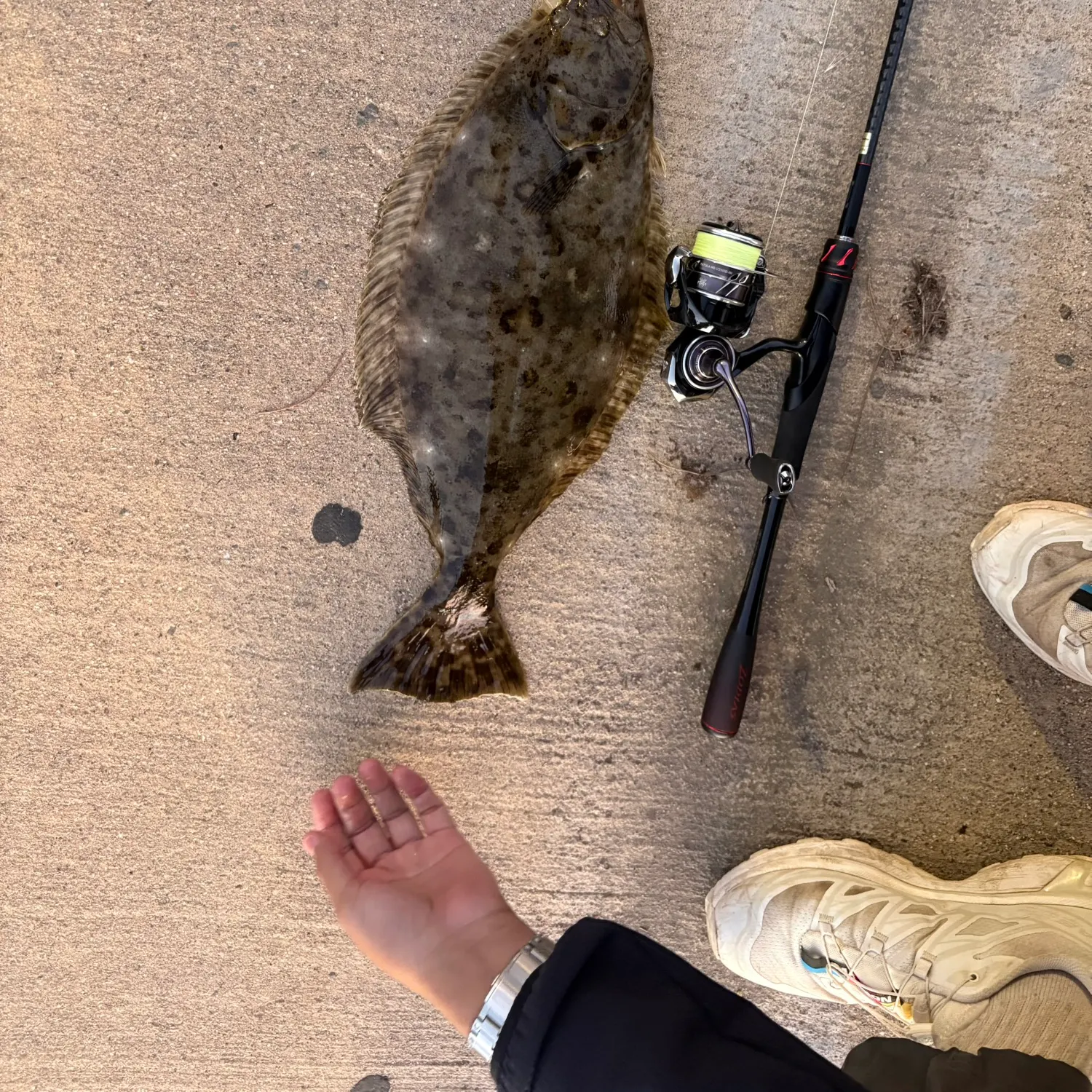 recently logged catches