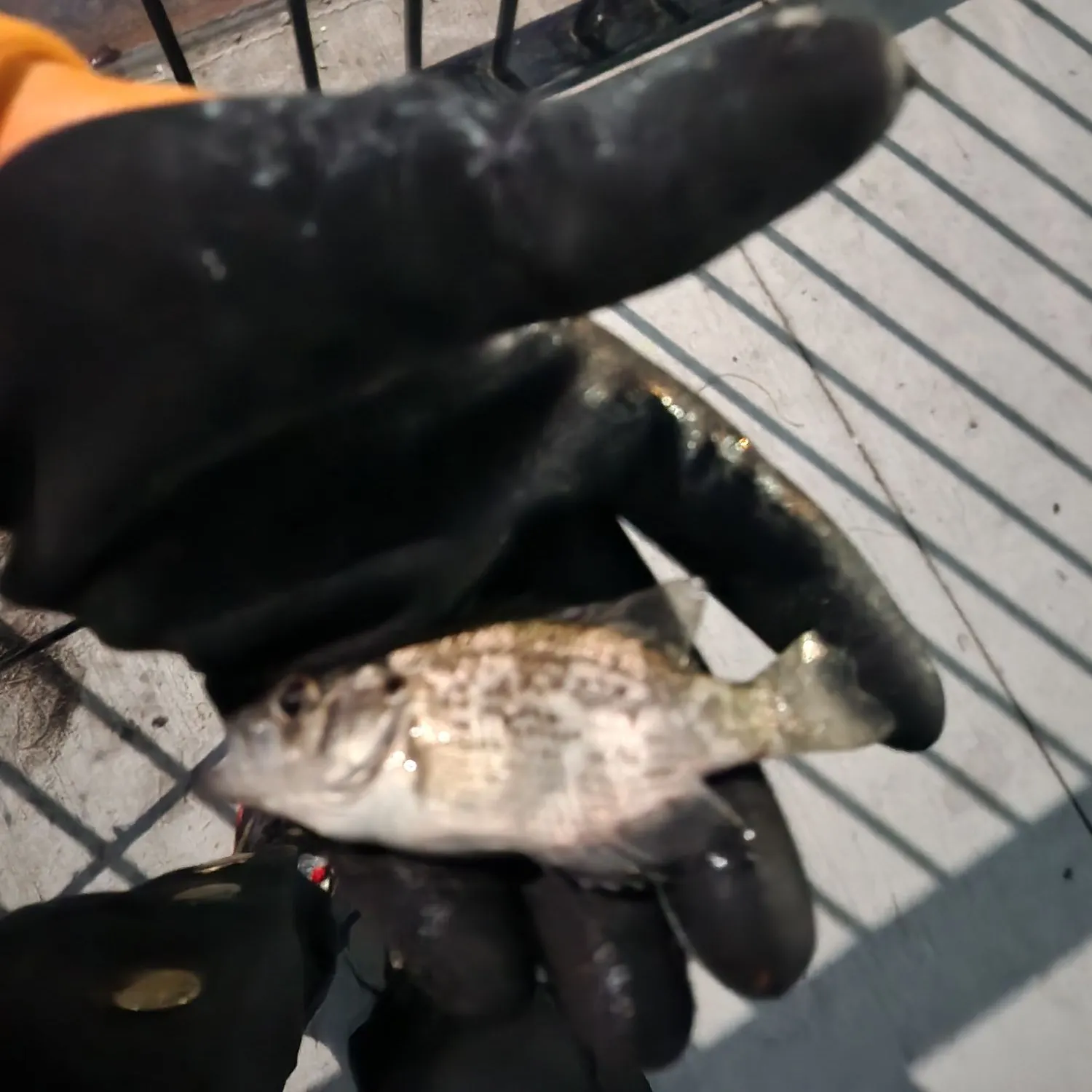 The most recent Rock bass catches on Fishbrain