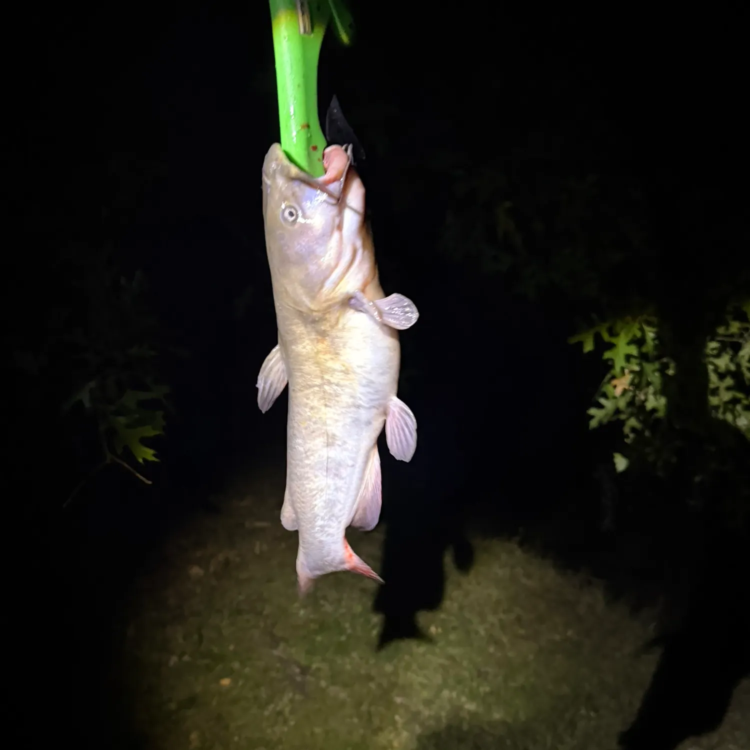 White bullhead caught on Fishbrain