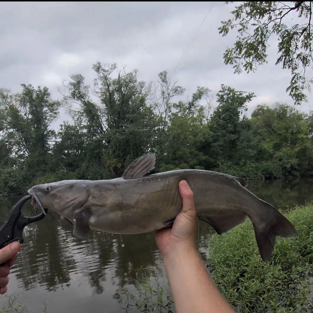 Channel catfish caught on Fishbrain