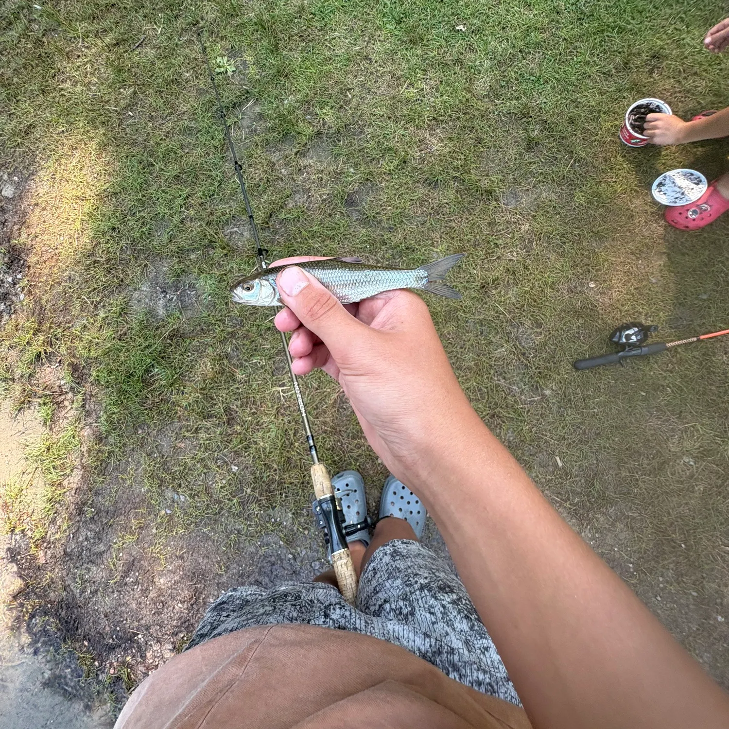 The most recent Fallfish catches on Fishbrain