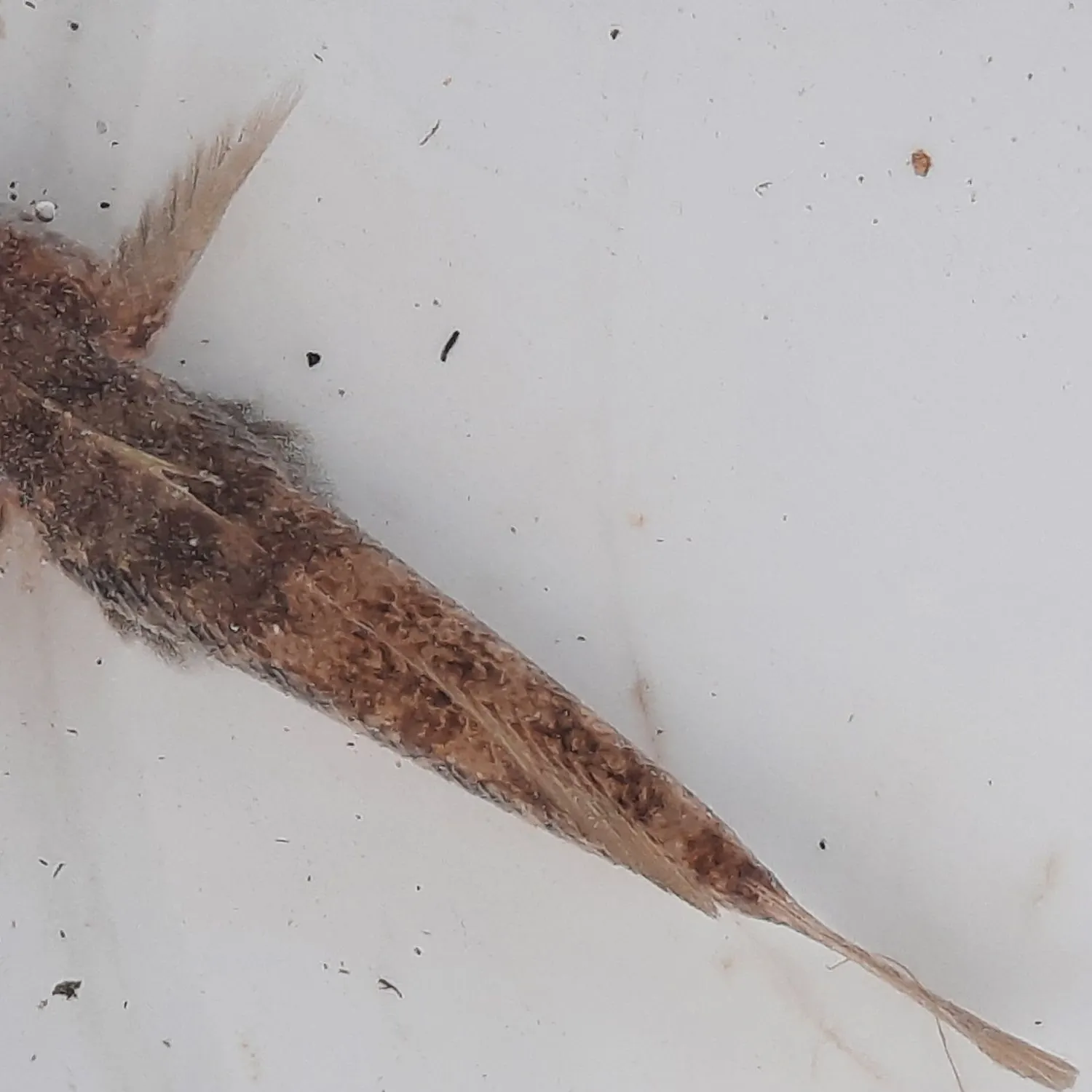 The most recent Sand goby catches on Fishbrain