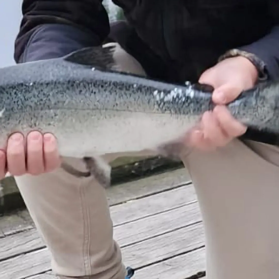 The most recent Atlantic salmon catches on Fishbrain