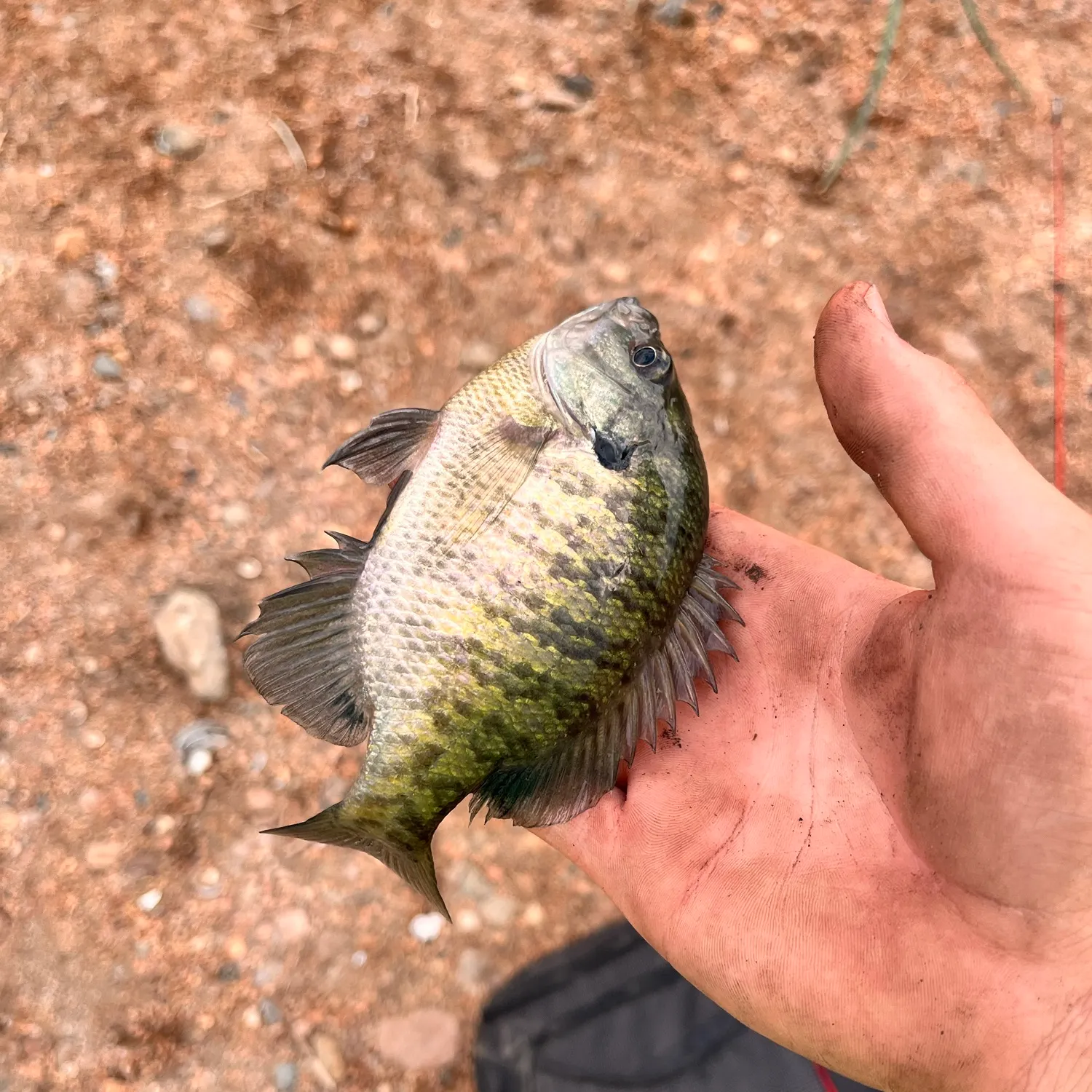 Bluegill caught on Fishbrain