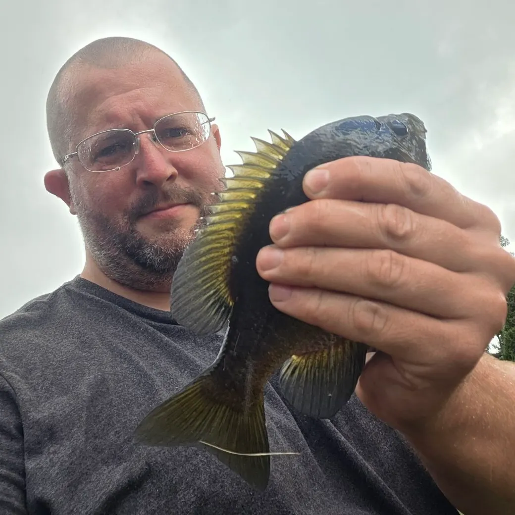 Bluegill caught on Fishbrain