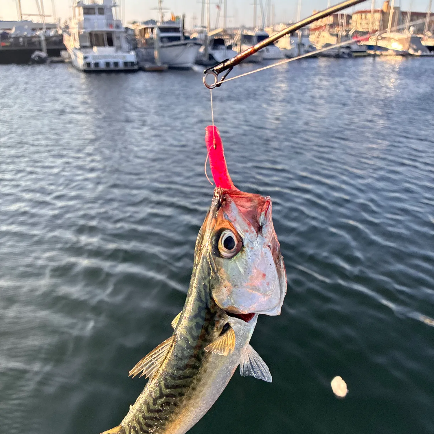 The most recent Bullet tuna catches on Fishbrain