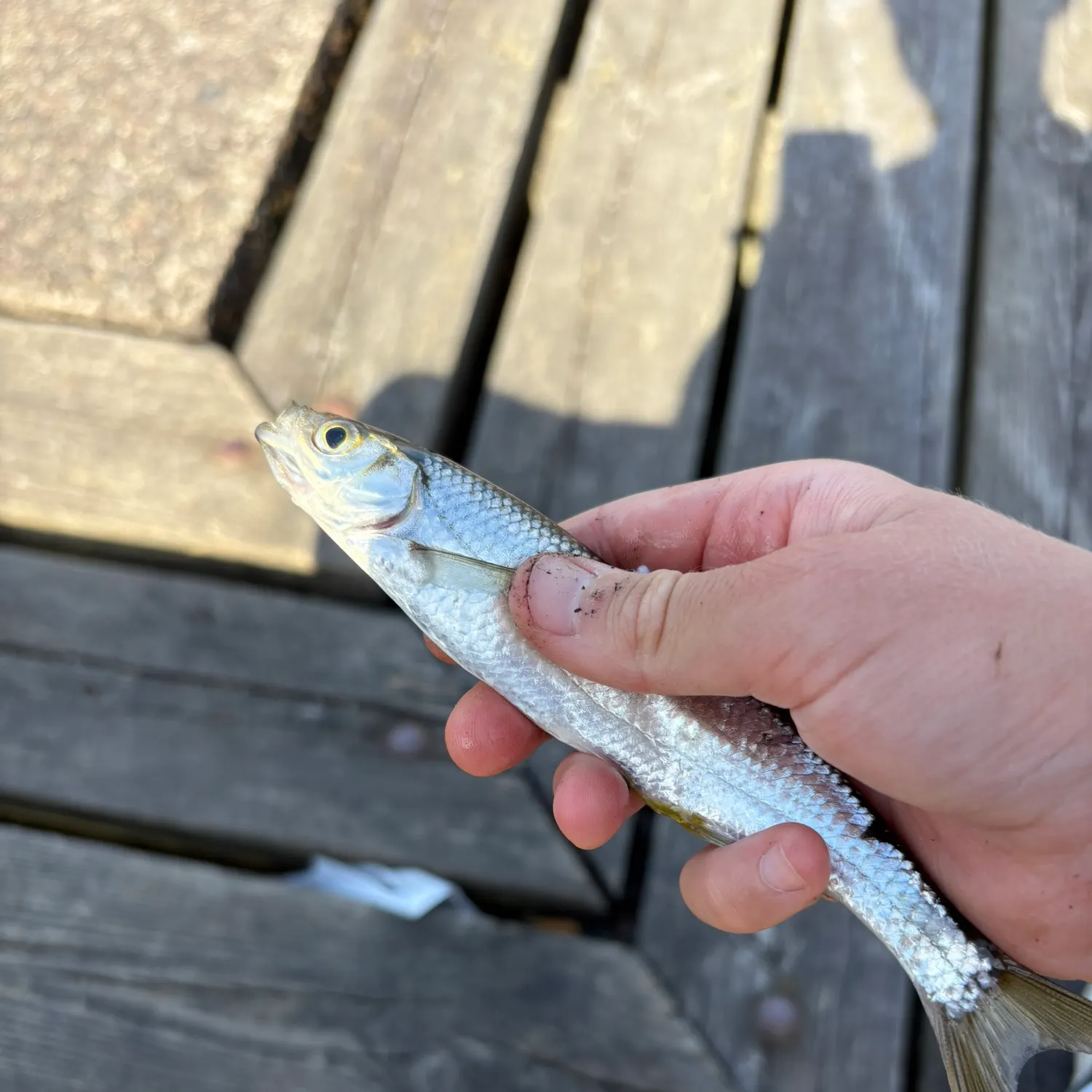 The most recent Common bleak catches on Fishbrain