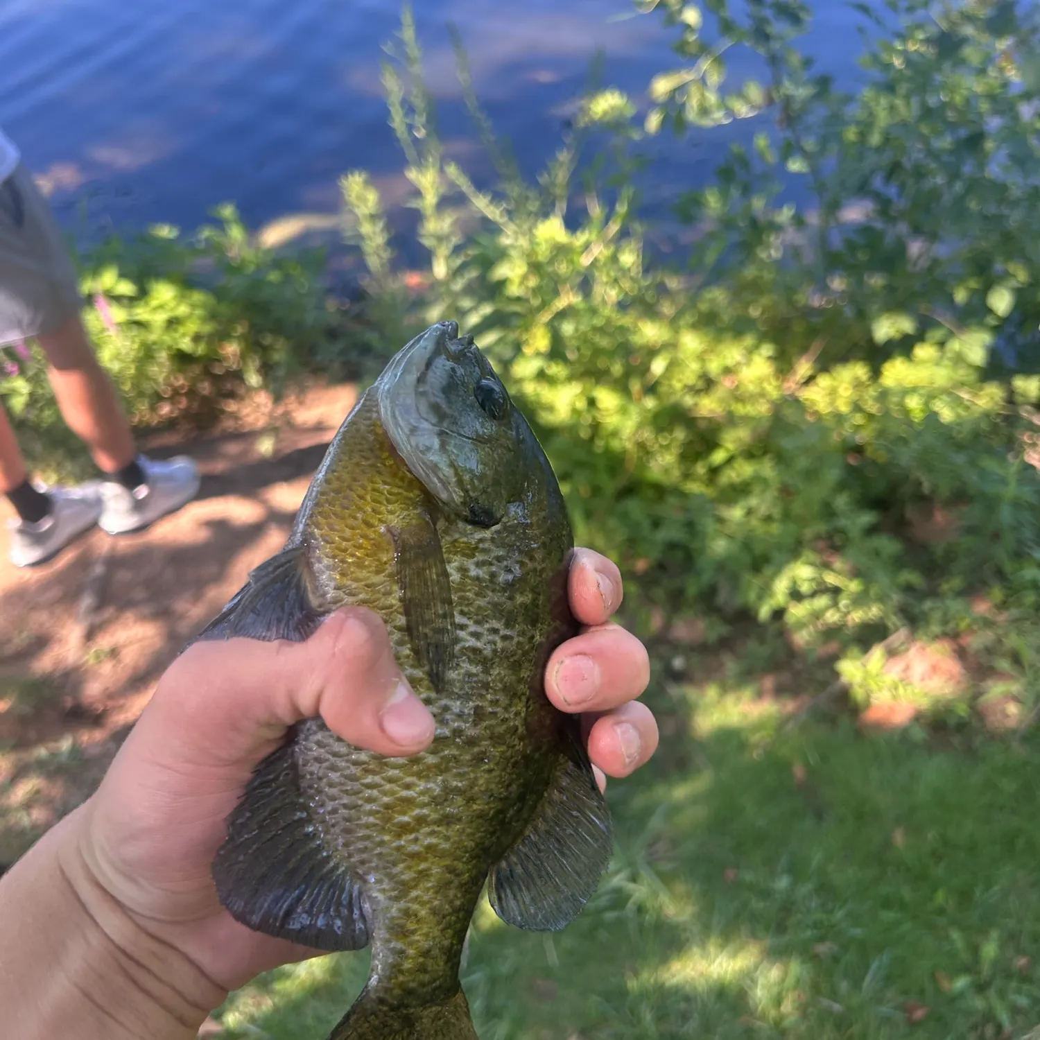 Bluegill caught on Fishbrain