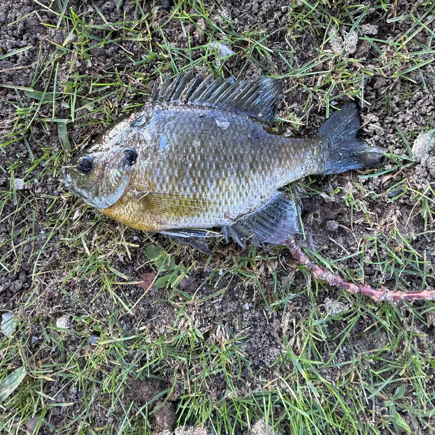 Bluegill caught on Fishbrain