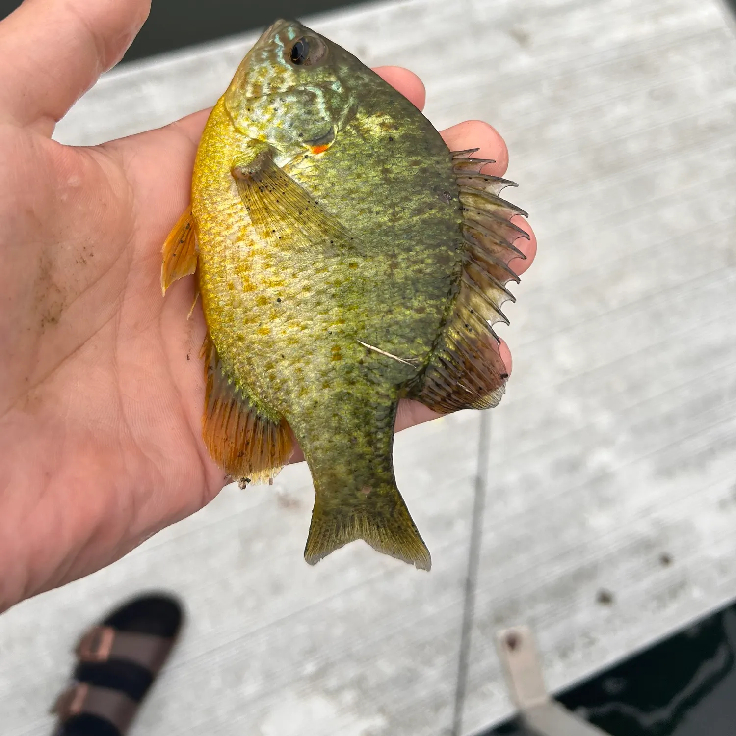 Pumpkingill hybrid caught on Fishbrain