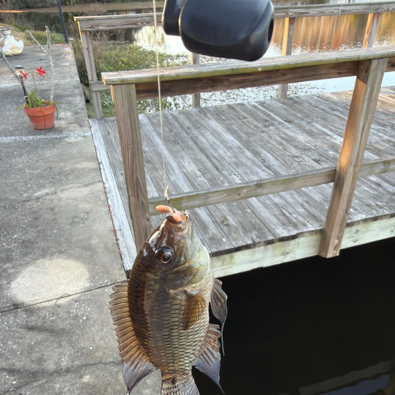 The most recent Redbreast tilapia catches on Fishbrain
