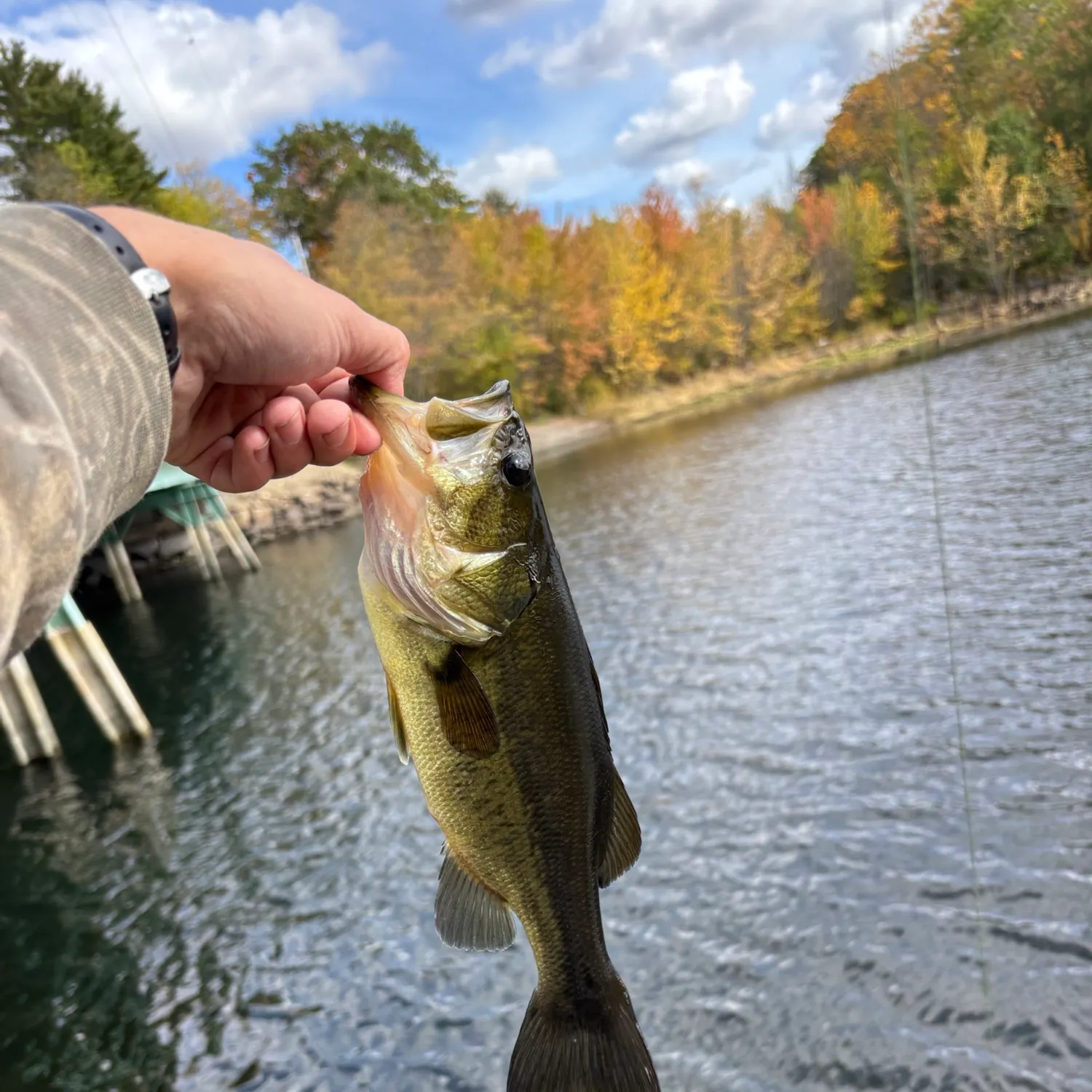 Largemouth bass caught on Fishbrain