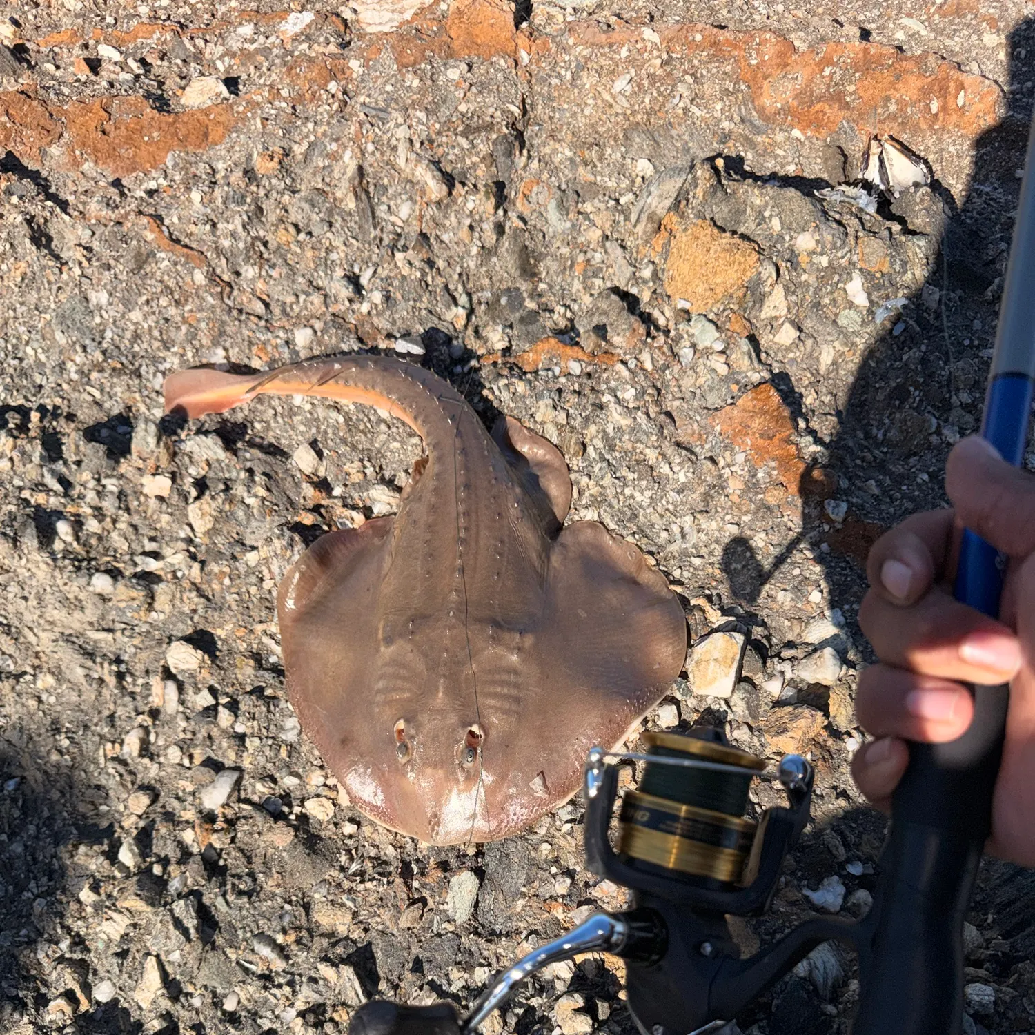Pacific shovelnose guitarfish caught on Fishbrain
