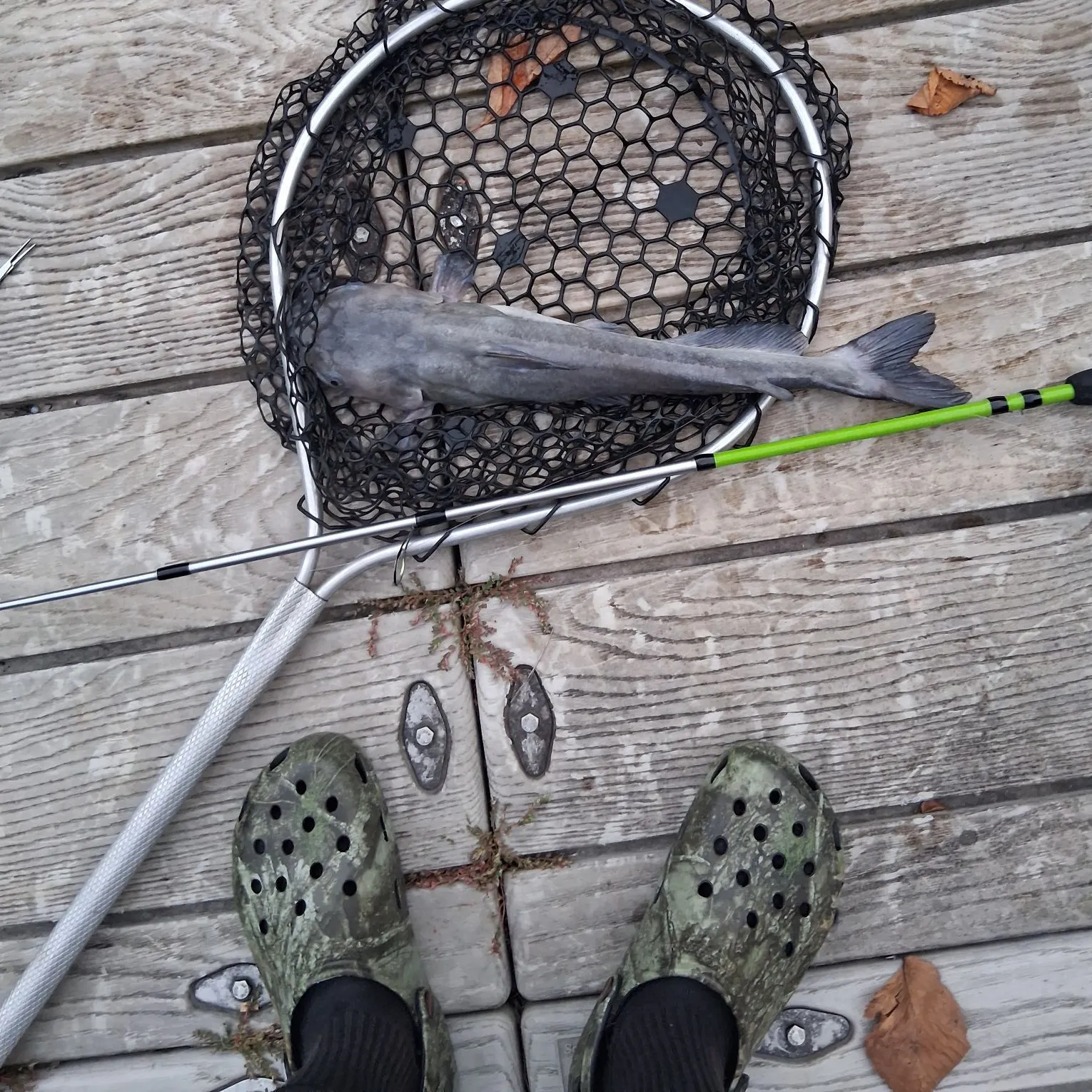 Channel catfish caught on Fishbrain