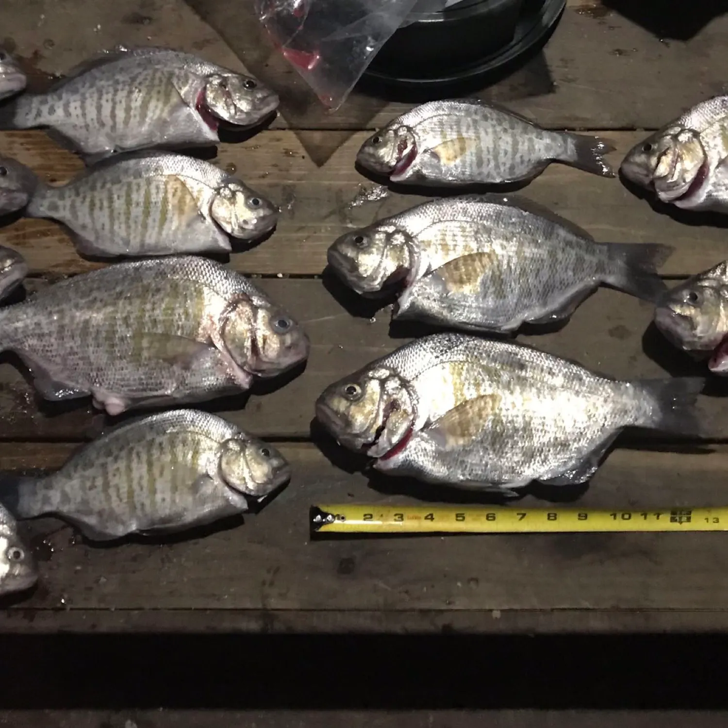 recently logged catches