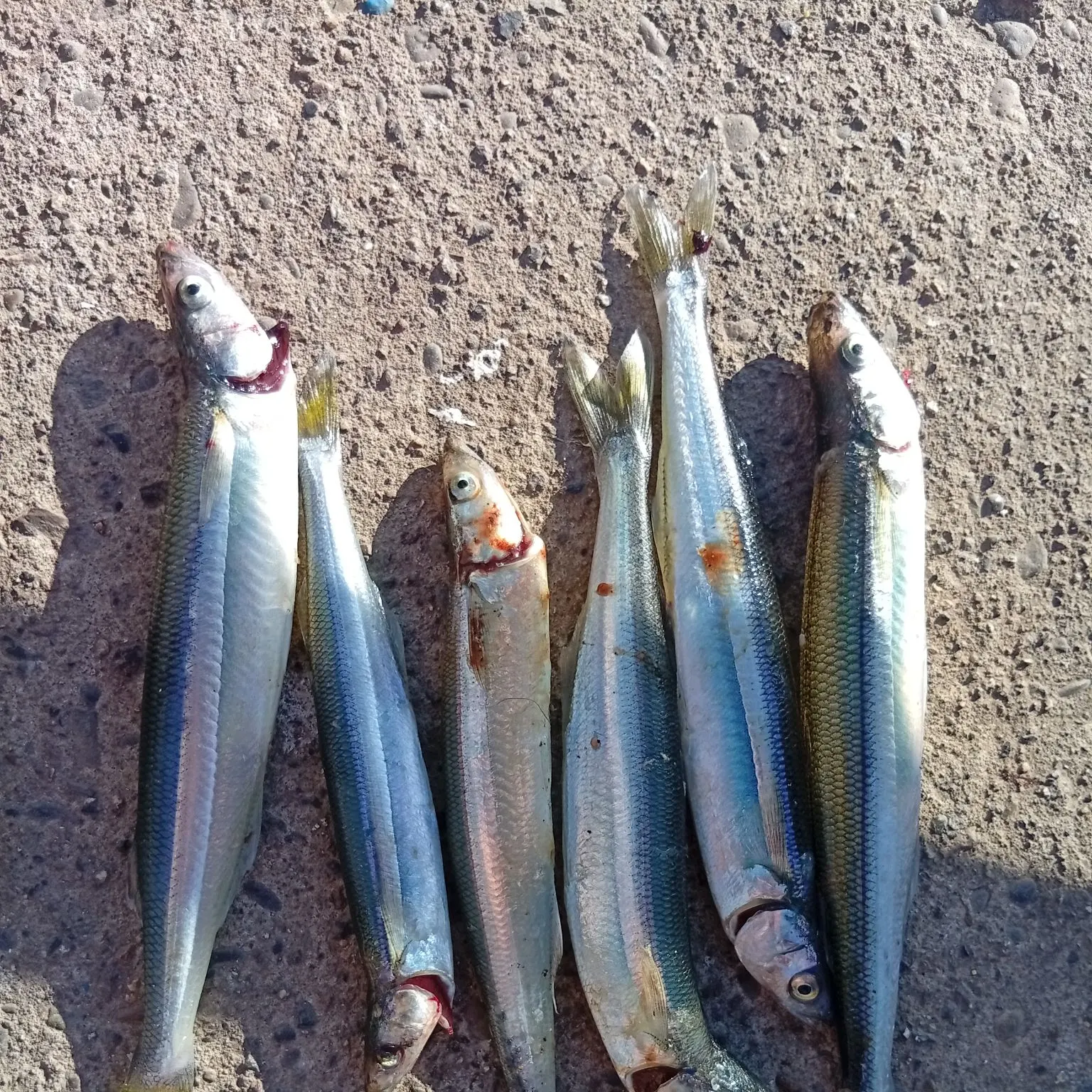 The most recent Argentinian silverside catches on Fishbrain