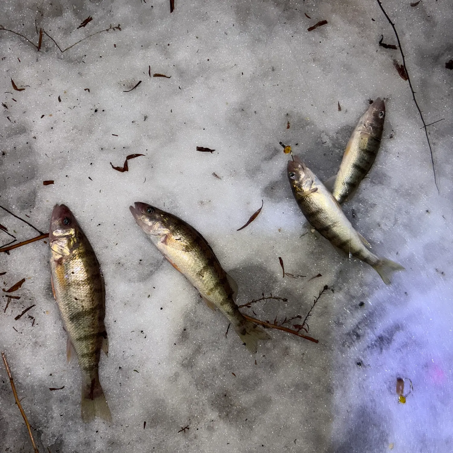 recently logged catches