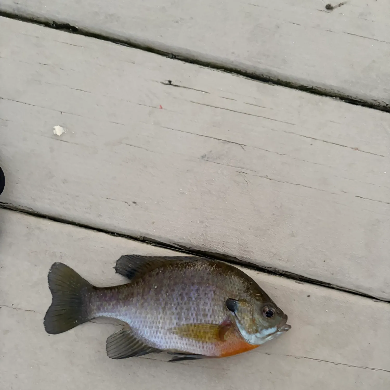 Bluegill caught on Fishbrain