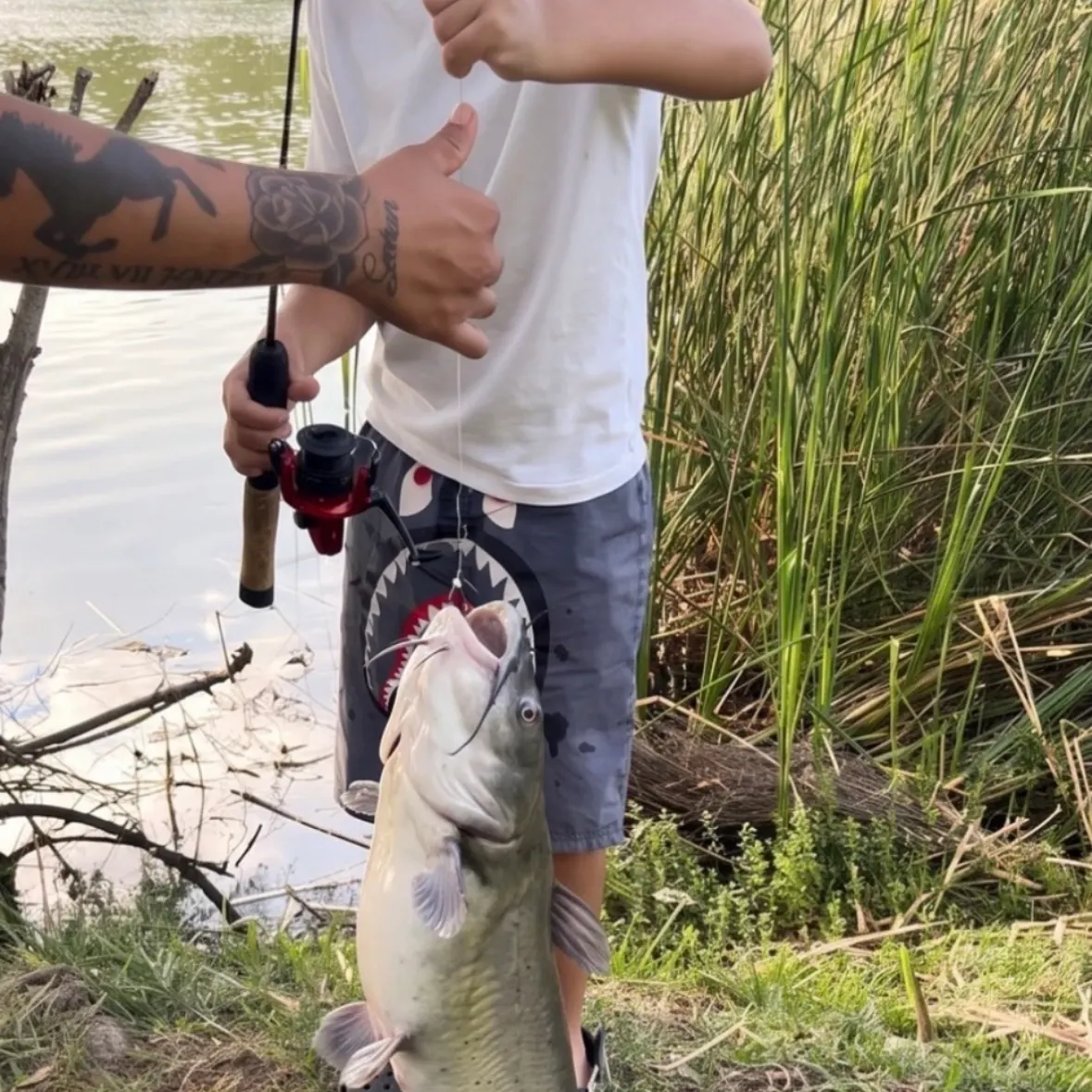 Channel catfish caught on Fishbrain