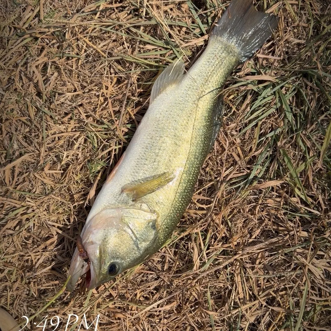 Largemouth bass caught on Fishbrain