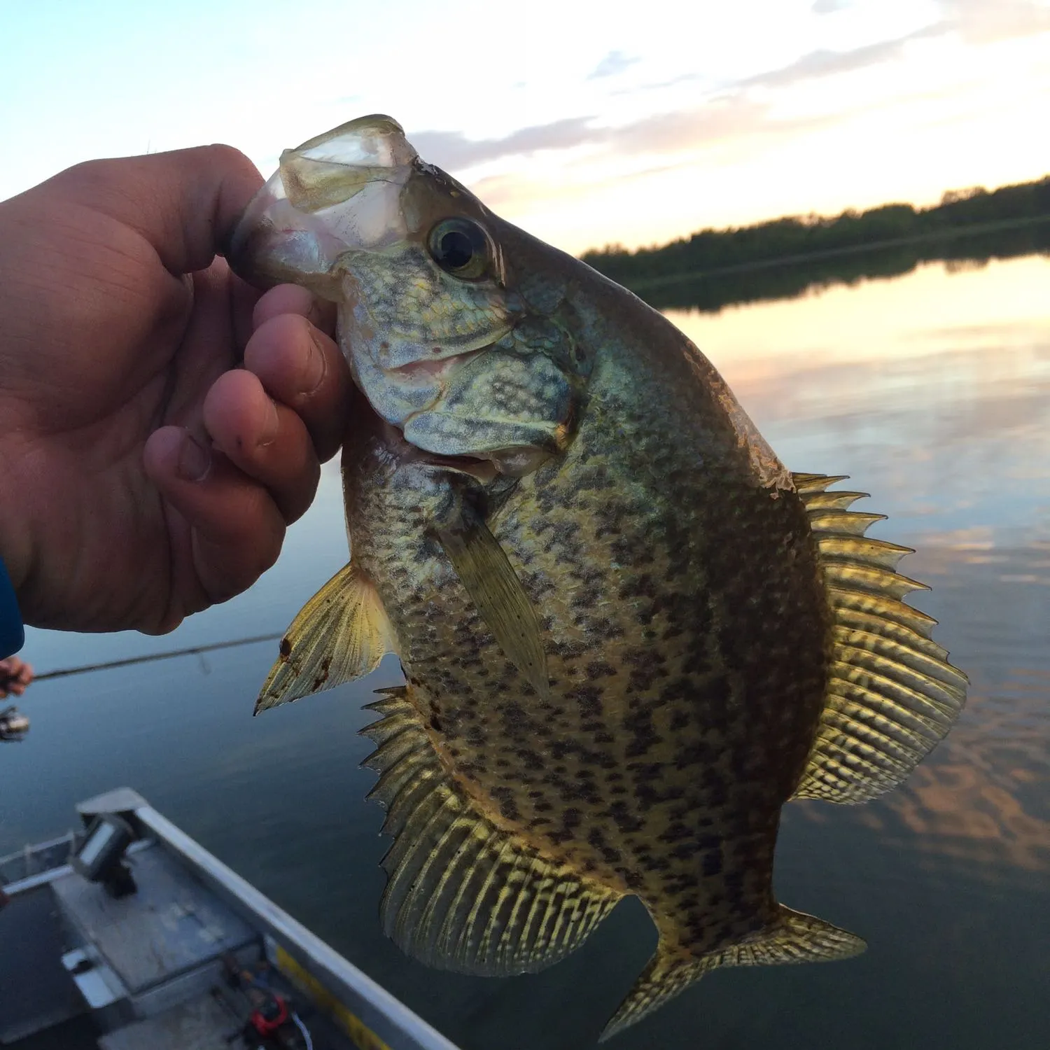 angler catch