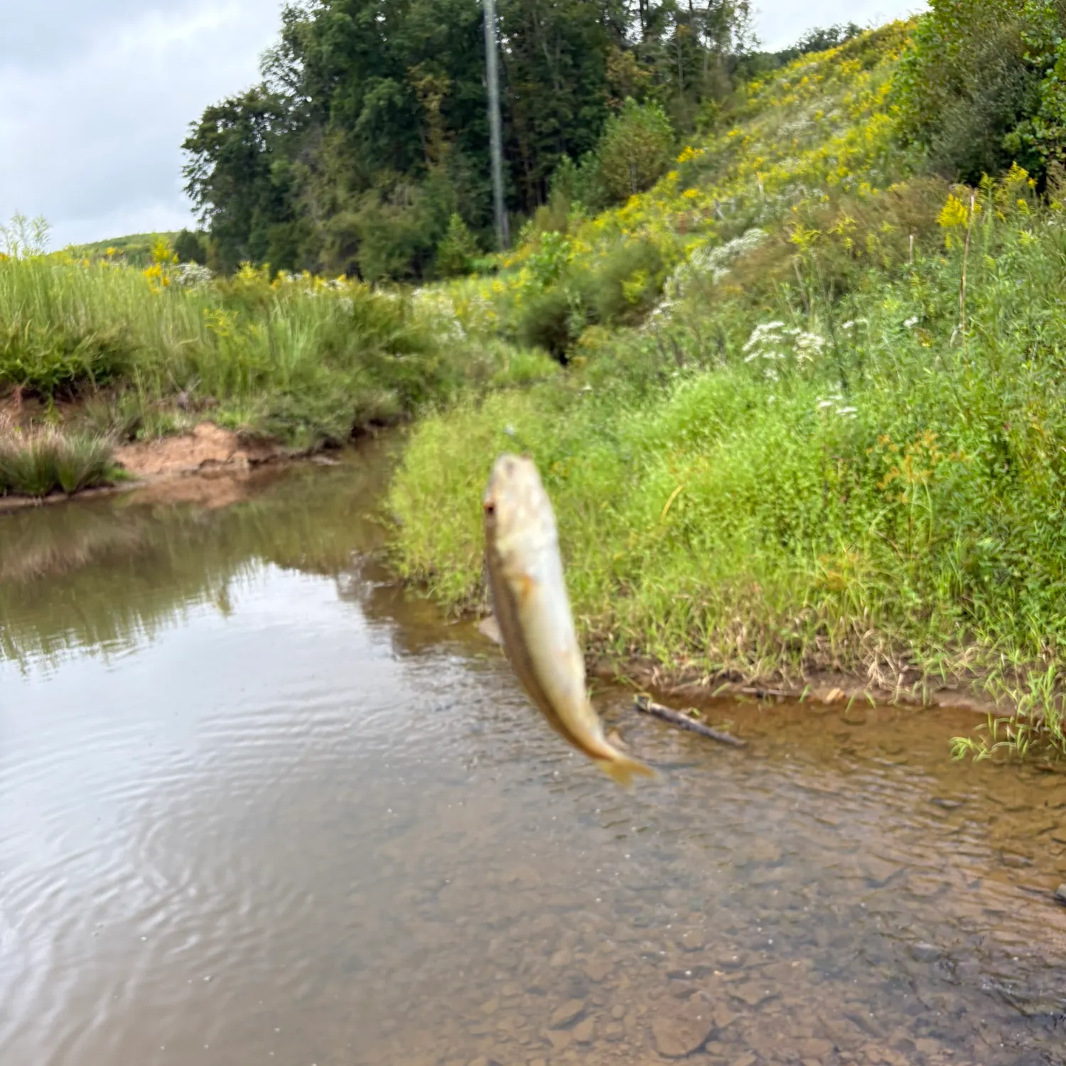 Creek chub caught on Fishbrain