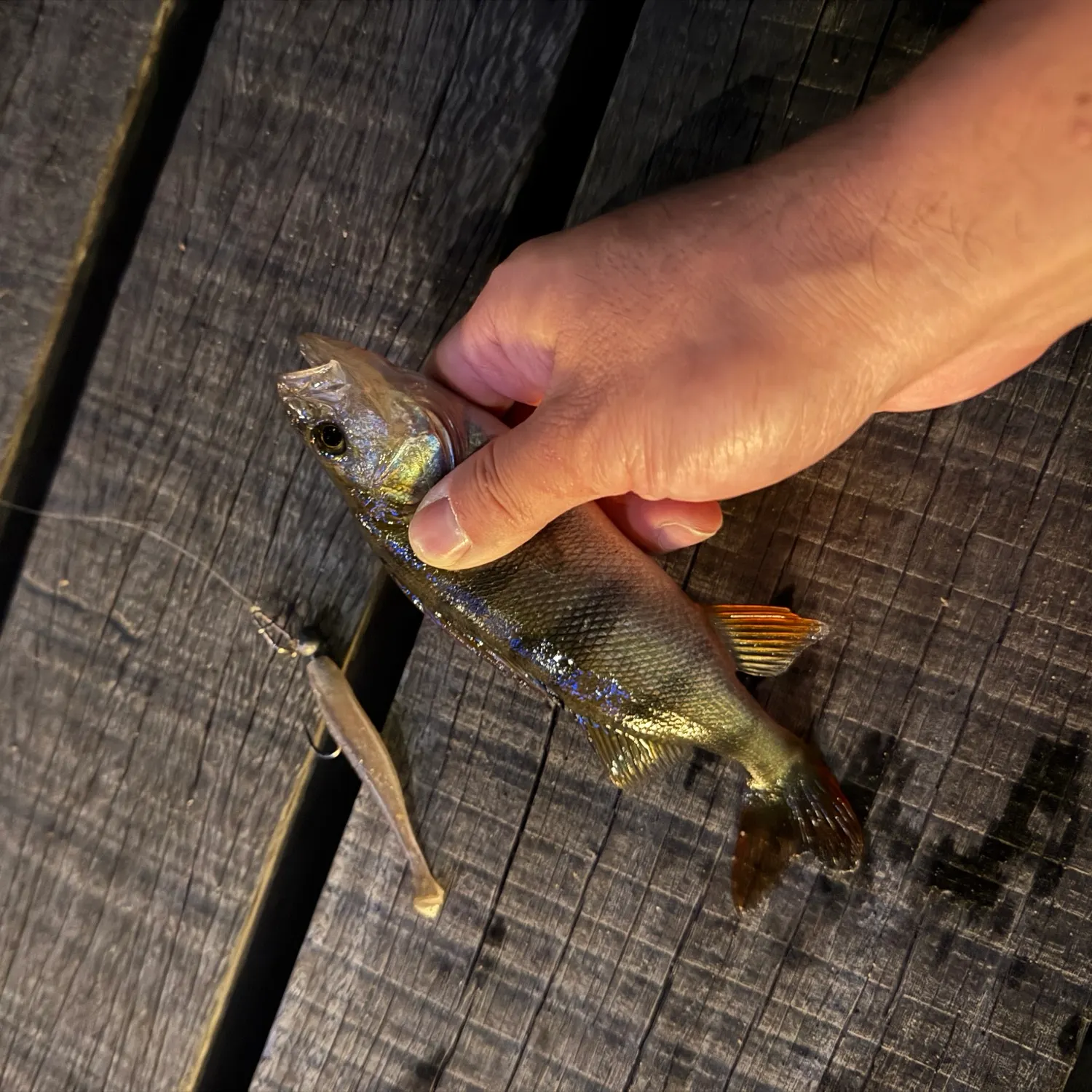 European perch caught on Fishbrain