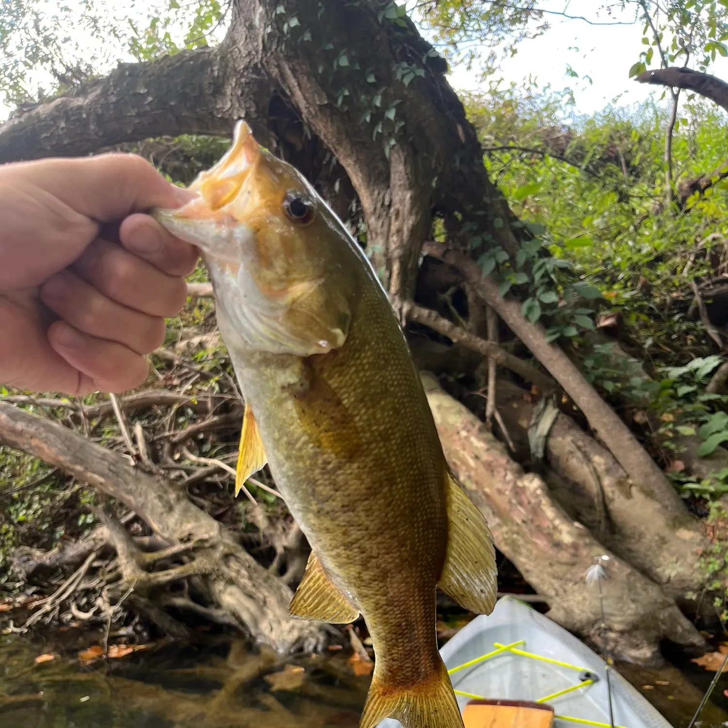 Smallmouth bass caught on Fishbrain