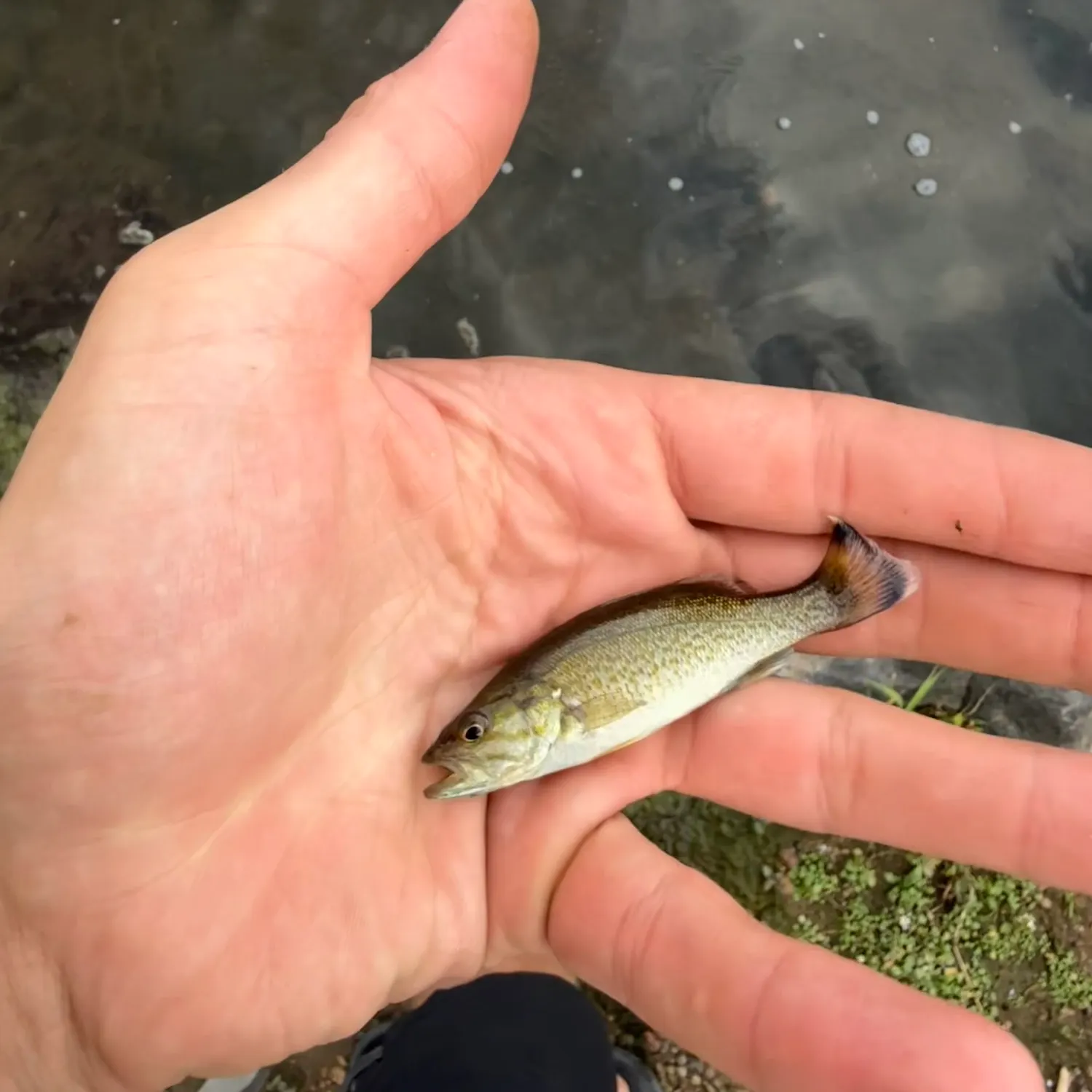 Smallmouth bass caught on Fishbrain
