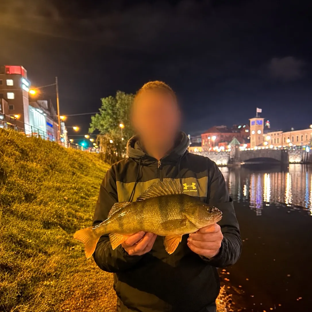 European perch caught on Fishbrain
