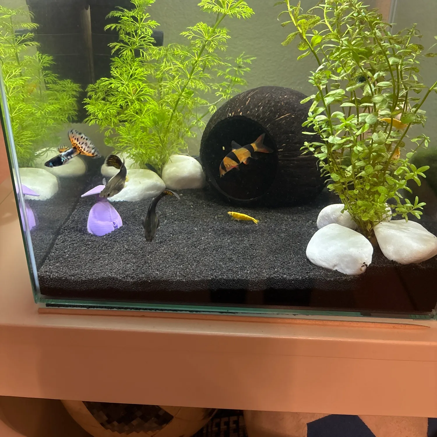 The most recent Smooth hammerhead shark catches on Fishbrain