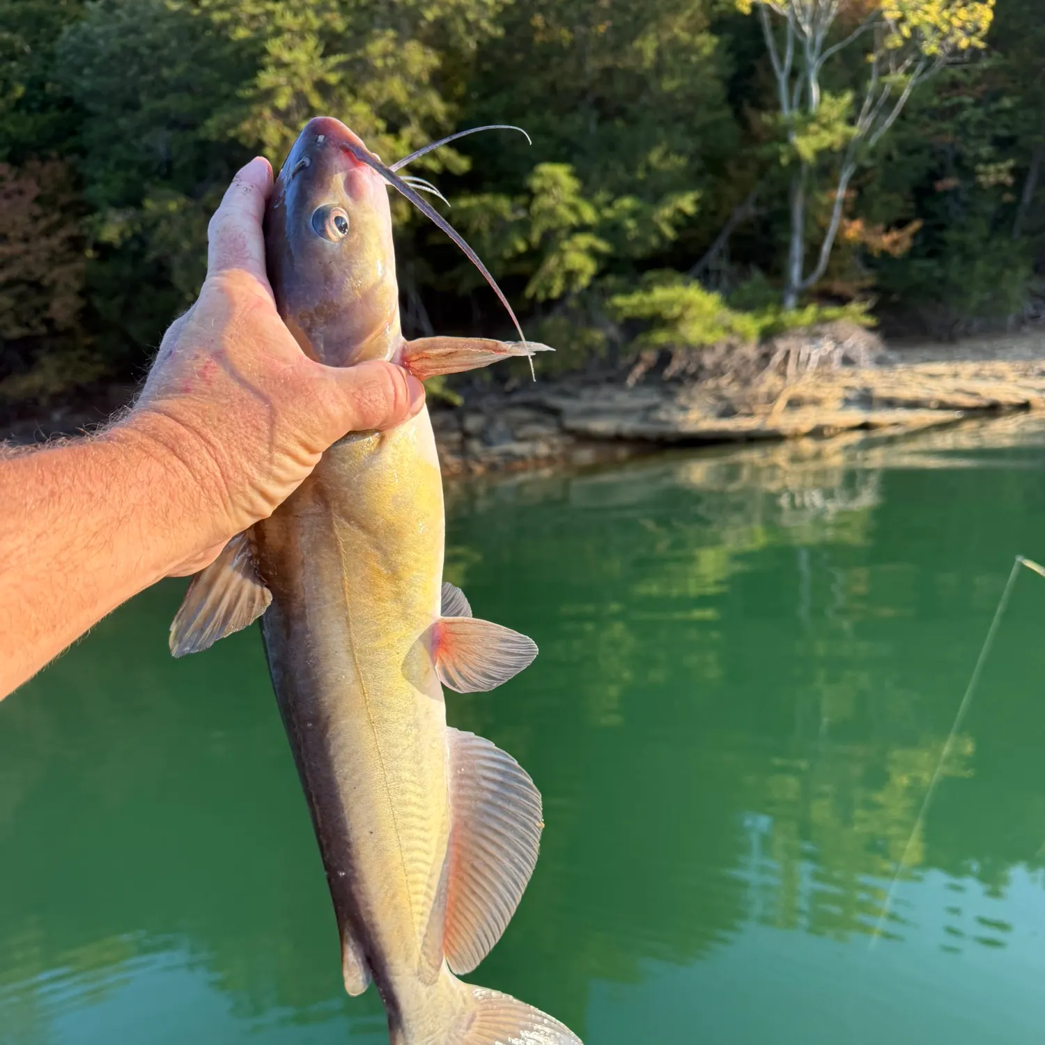 Channel catfish caught on Fishbrain