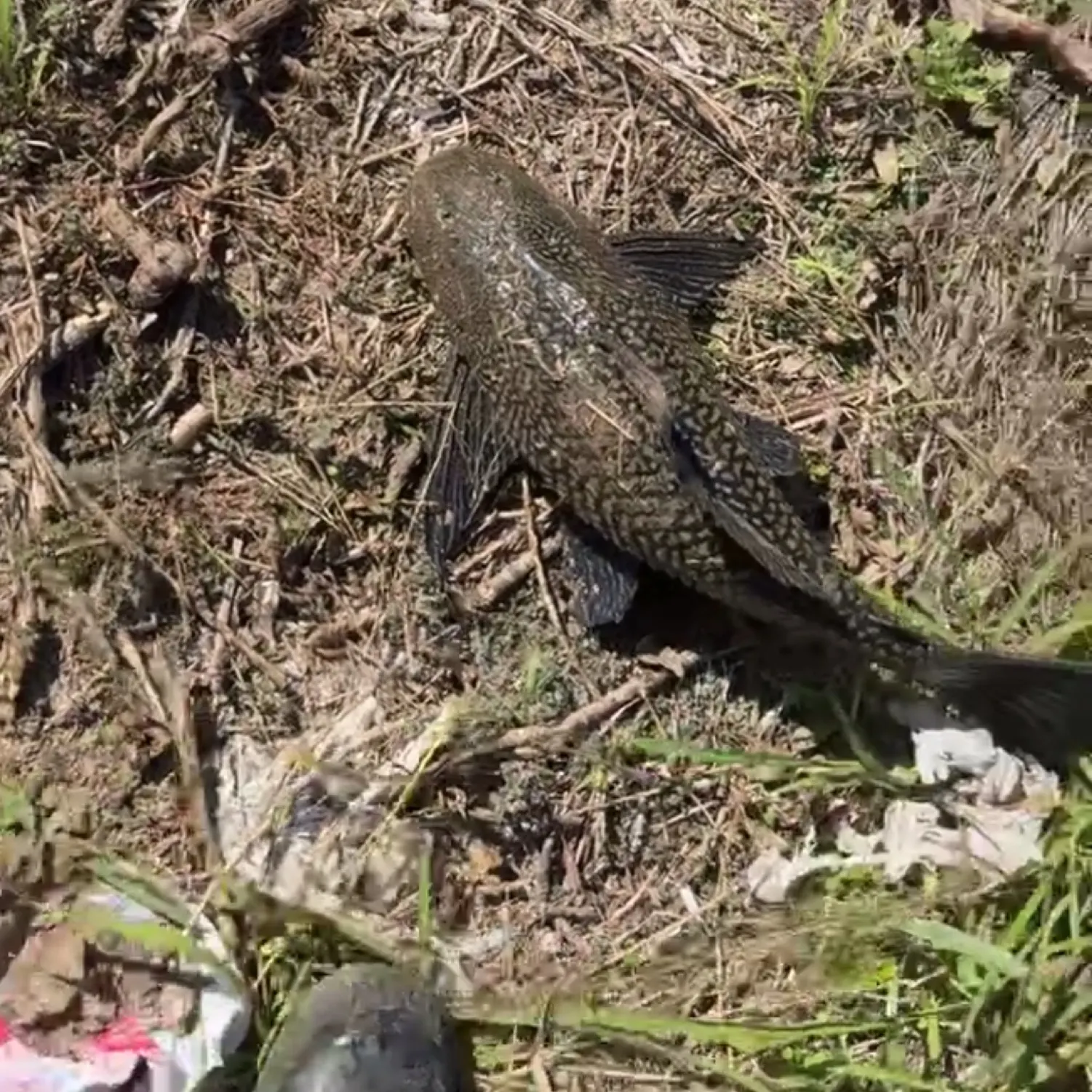 The most recent Suckermouth catfish catches on Fishbrain