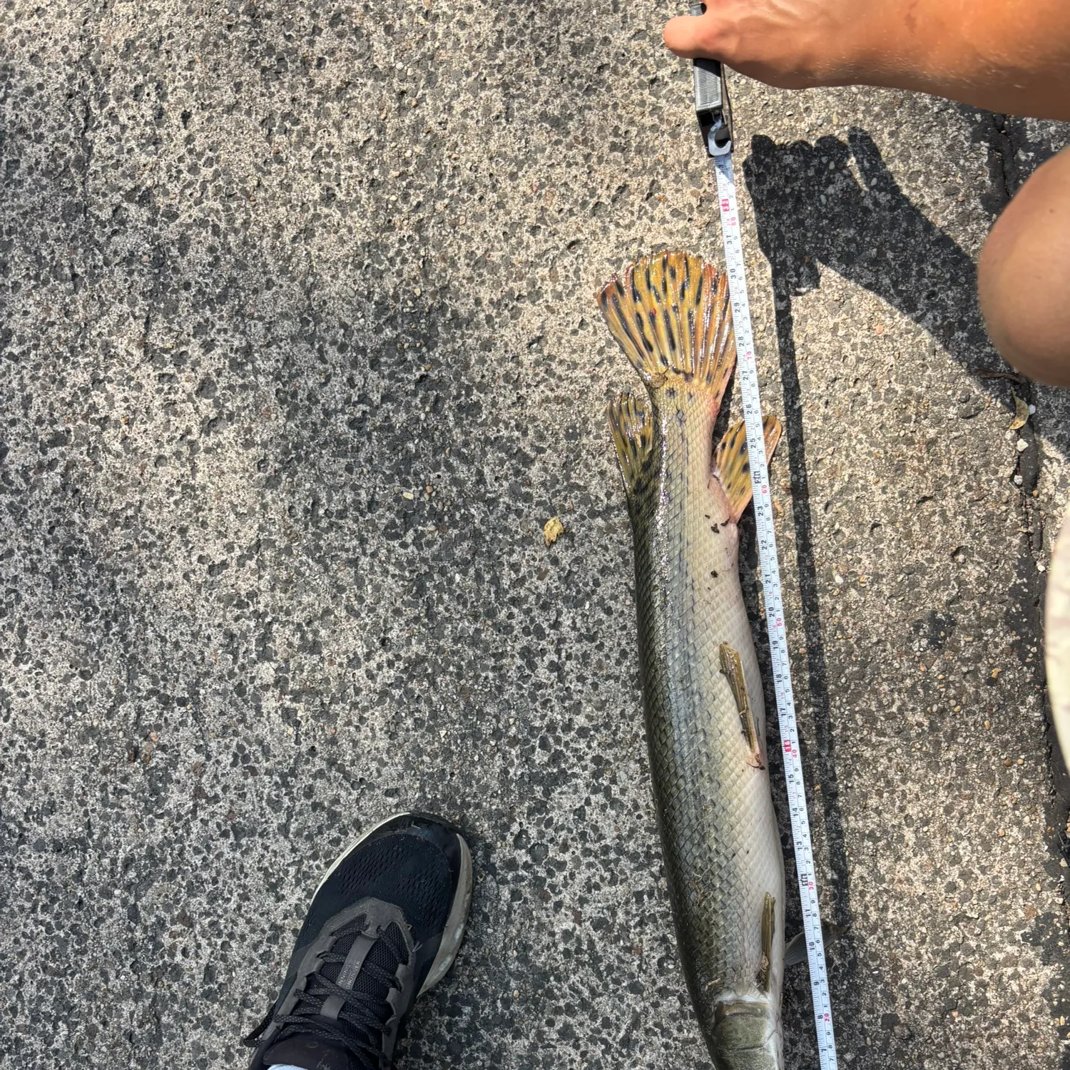 Alligator gar caught on Fishbrain