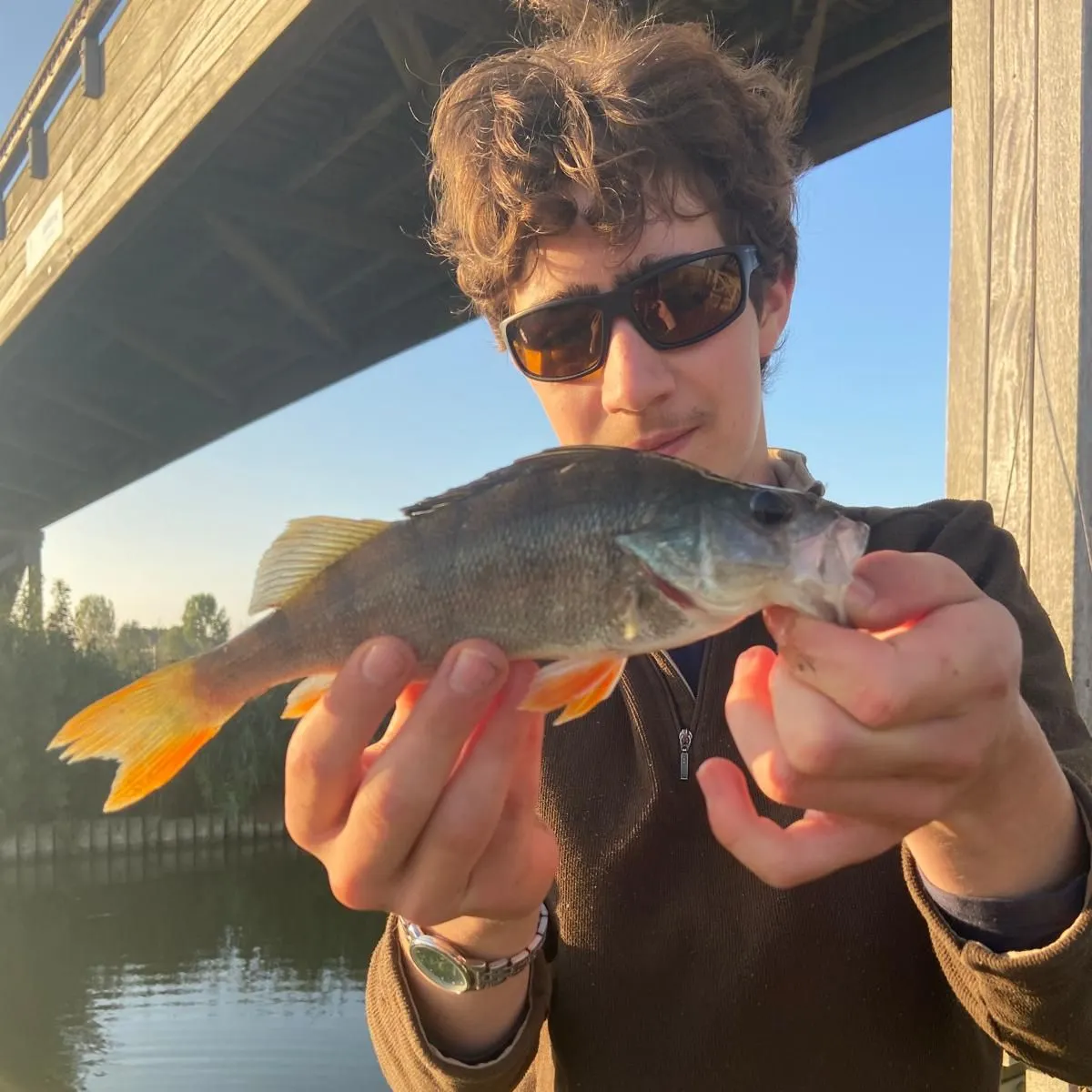 European perch caught on Fishbrain