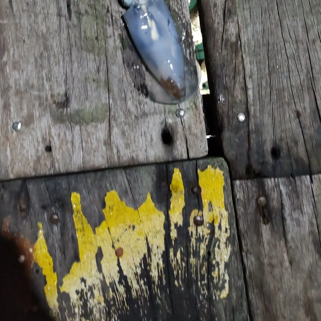 The most recent Bigfin reef squid catches on Fishbrain