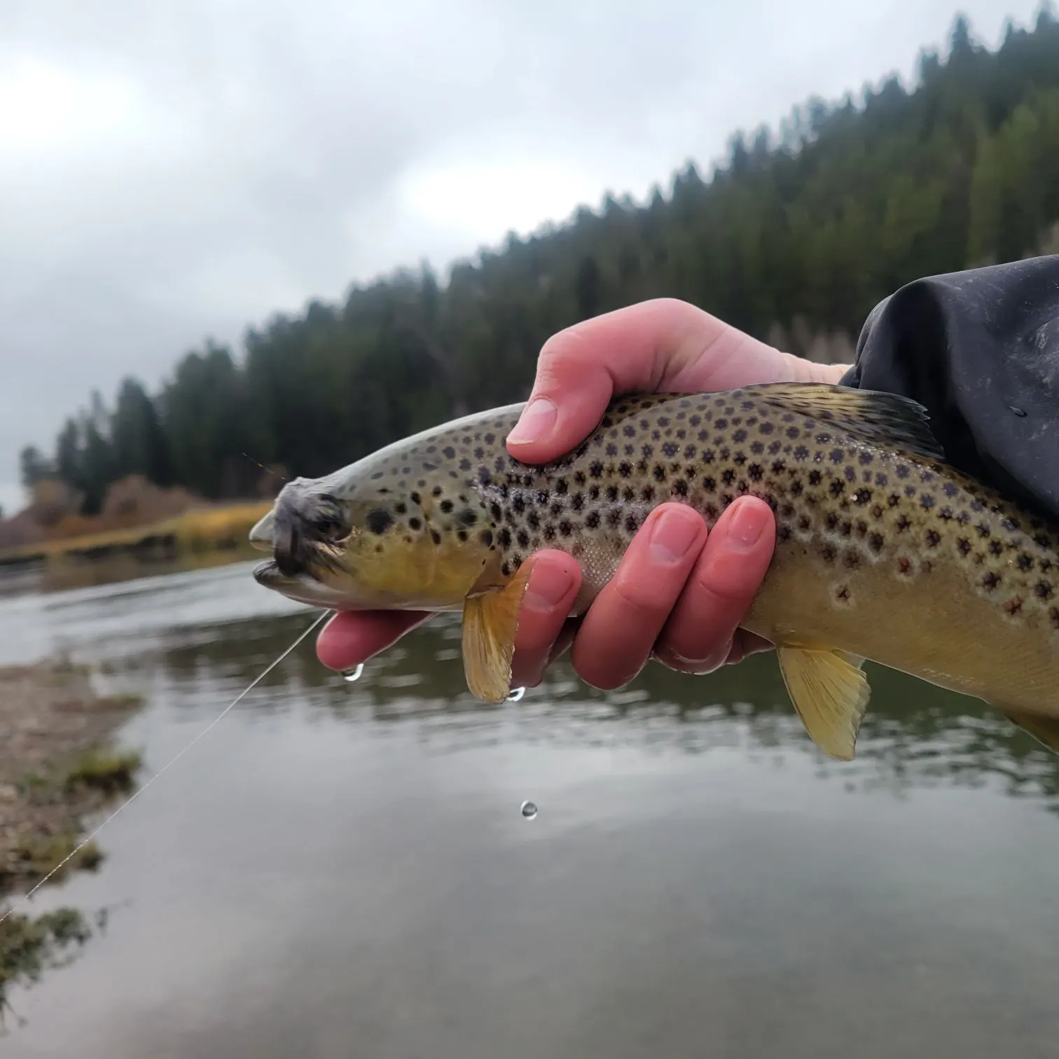 Brown trout caught on Fishbrain